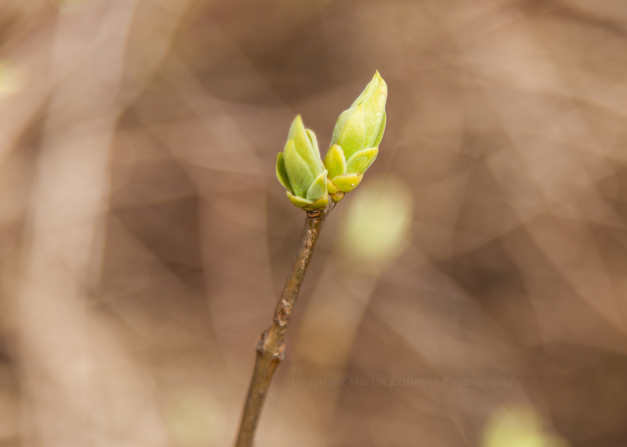 Canon EOS 500D (EOS Rebel T1i / EOS Kiss X3) sample photo. New leafy at a branch 22032017 photography