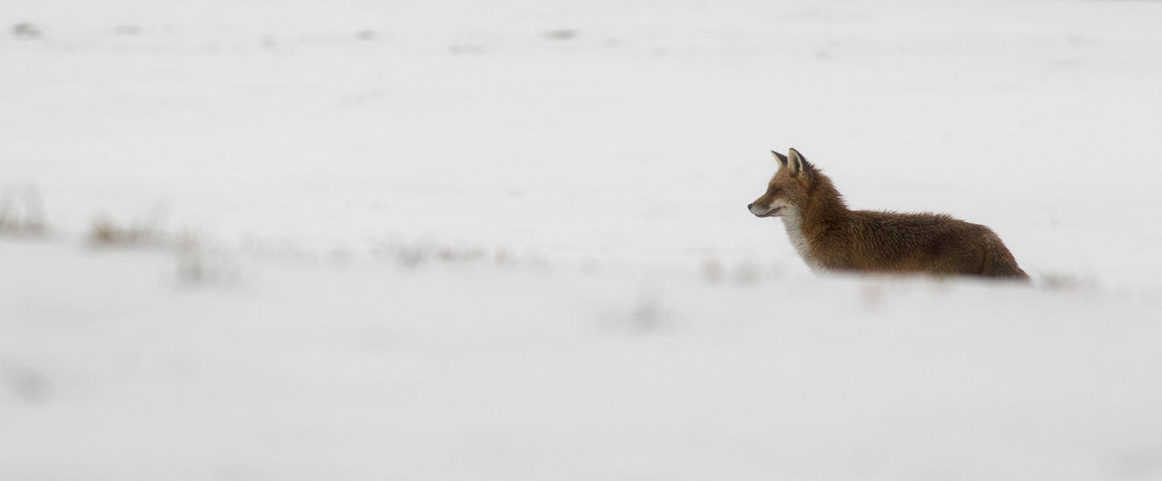 Canon EF 400mm F5.6L USM sample photo