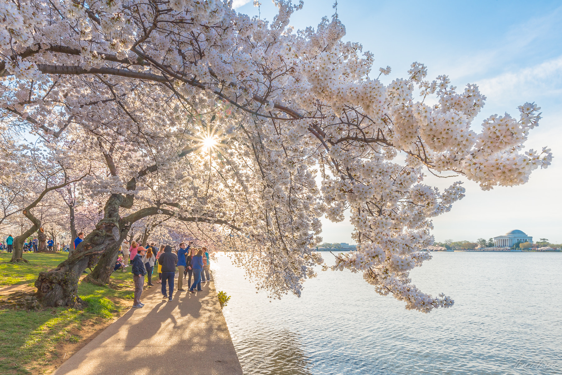 Nikon AF-S Nikkor 18-35mm F3.5-4.5G ED sample photo. Cherryblossom photography