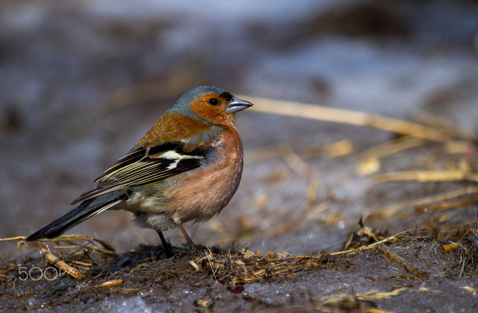 Canon EF 100-400mm F4.5-5.6L IS USM sample photo. Chaffinch photography