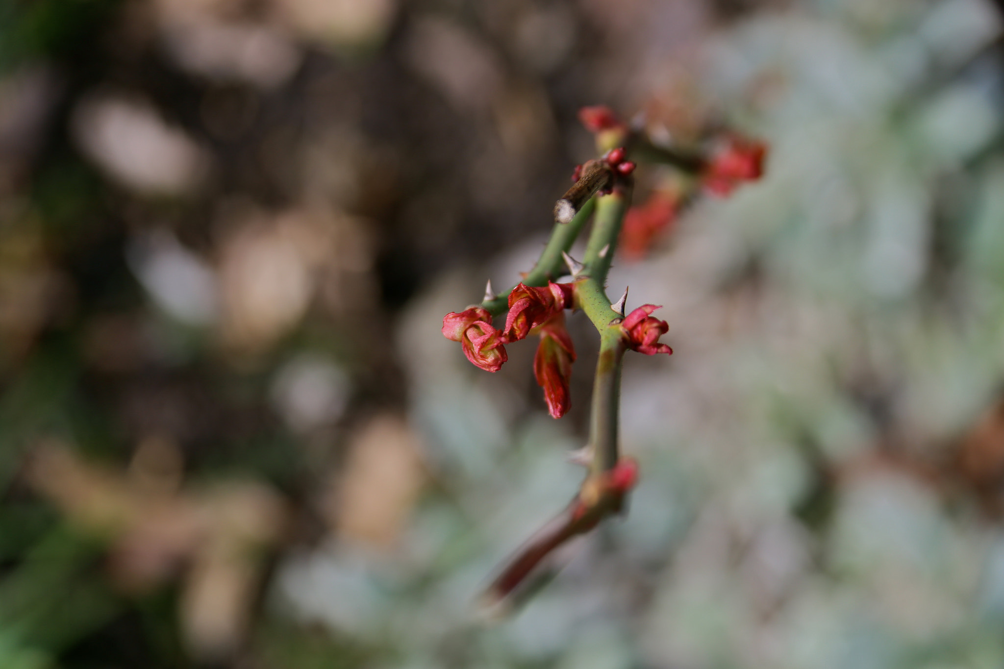 Canon EF 28-135mm F3.5-5.6 IS USM sample photo. Brandenburg - priort photography