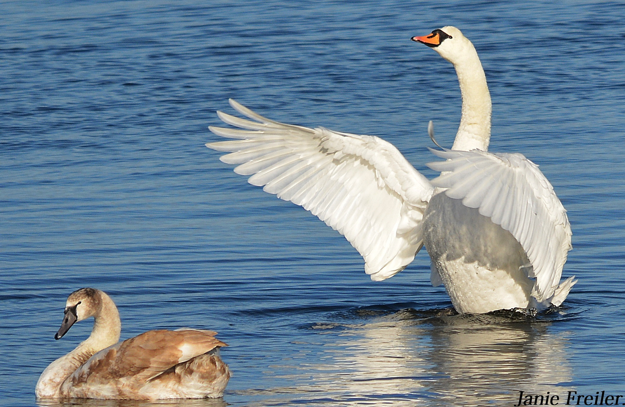 Sigma 150-500mm F5-6.3 DG OS HSM sample photo. Come and have a hug photography