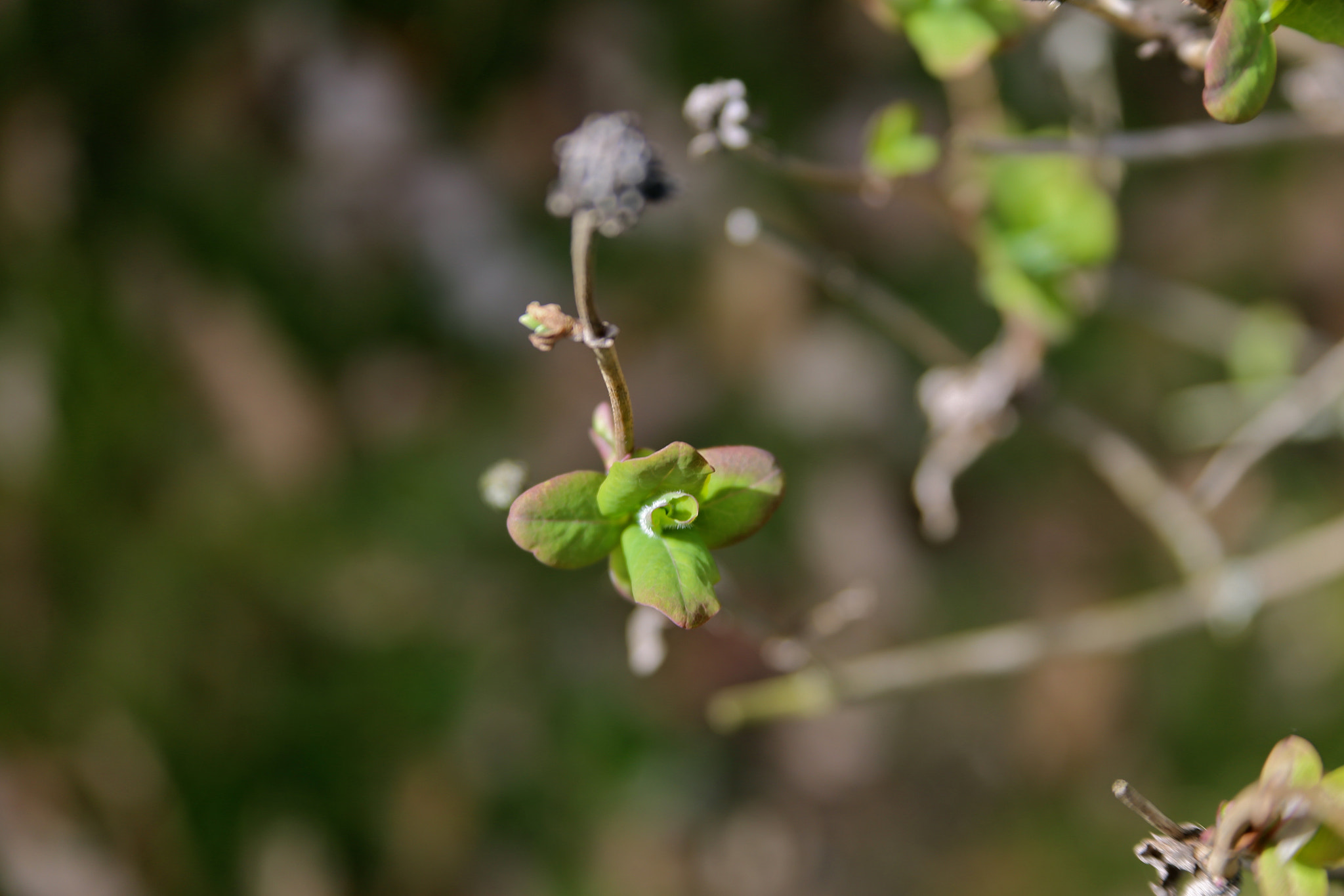 Canon EF 28-135mm F3.5-5.6 IS USM sample photo. Brandenburg - priort photography