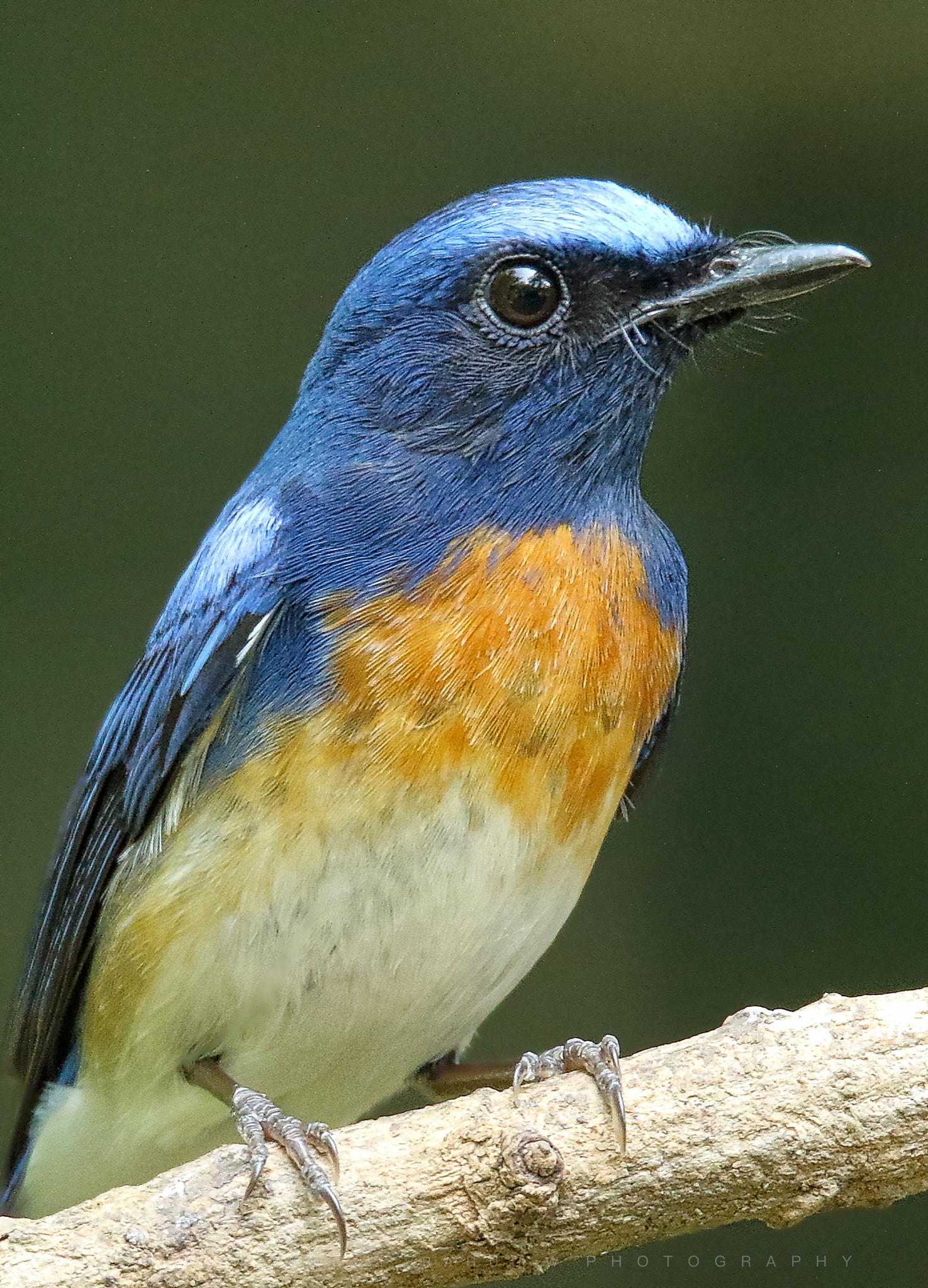 Canon EOS 7D Mark II + Sigma 150mm f/2.8 EX DG OS HSM APO Macro sample photo. The blue-throated blue flycatcher photography
