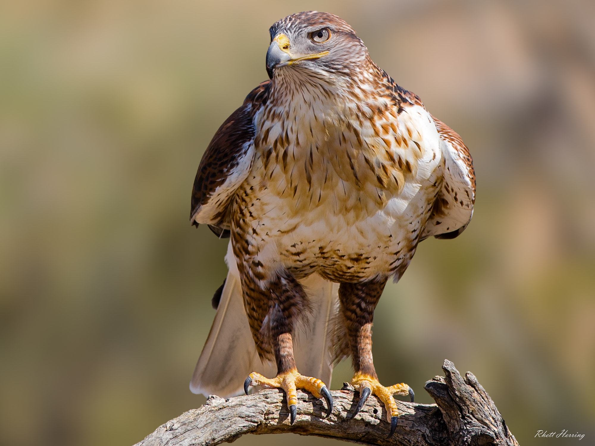 Canon EOS-1D X sample photo. Ferruginous hawk photography