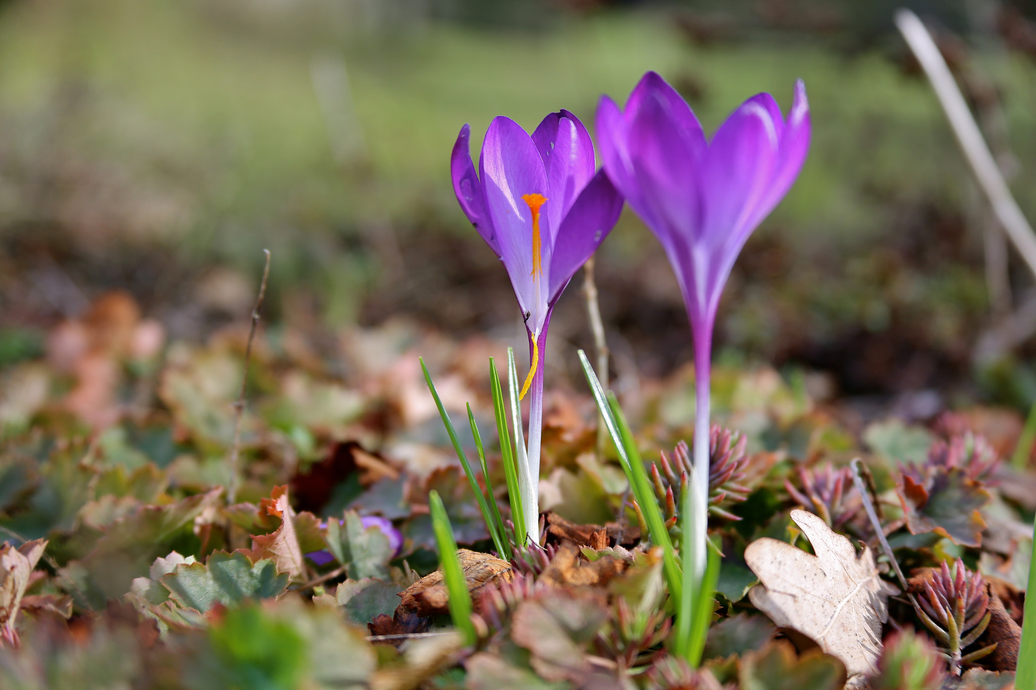 Canon EF 28-135mm F3.5-5.6 IS USM sample photo. Brandenburg - priort photography