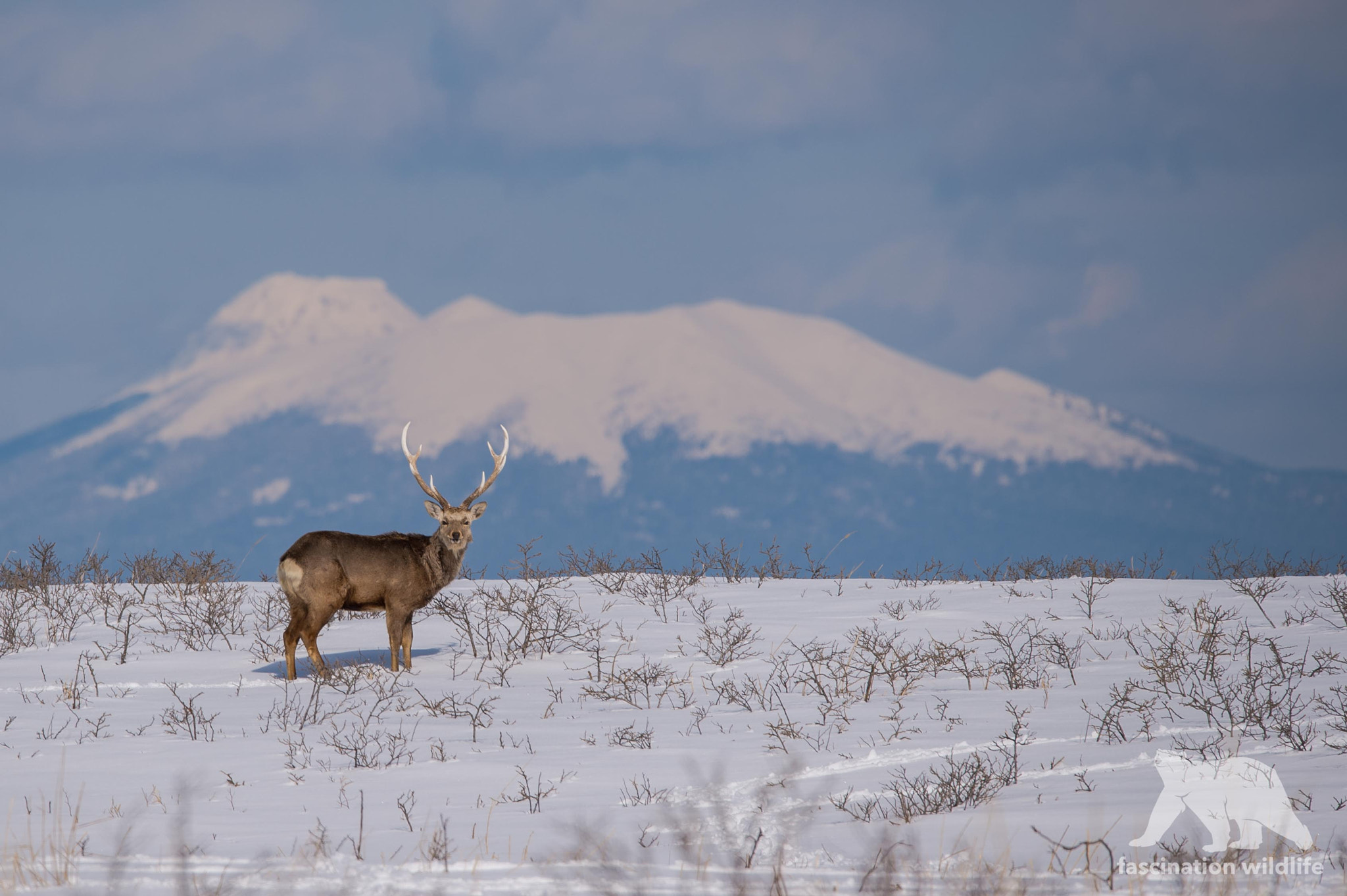 Nikon D4S sample photo. Sika deer photography