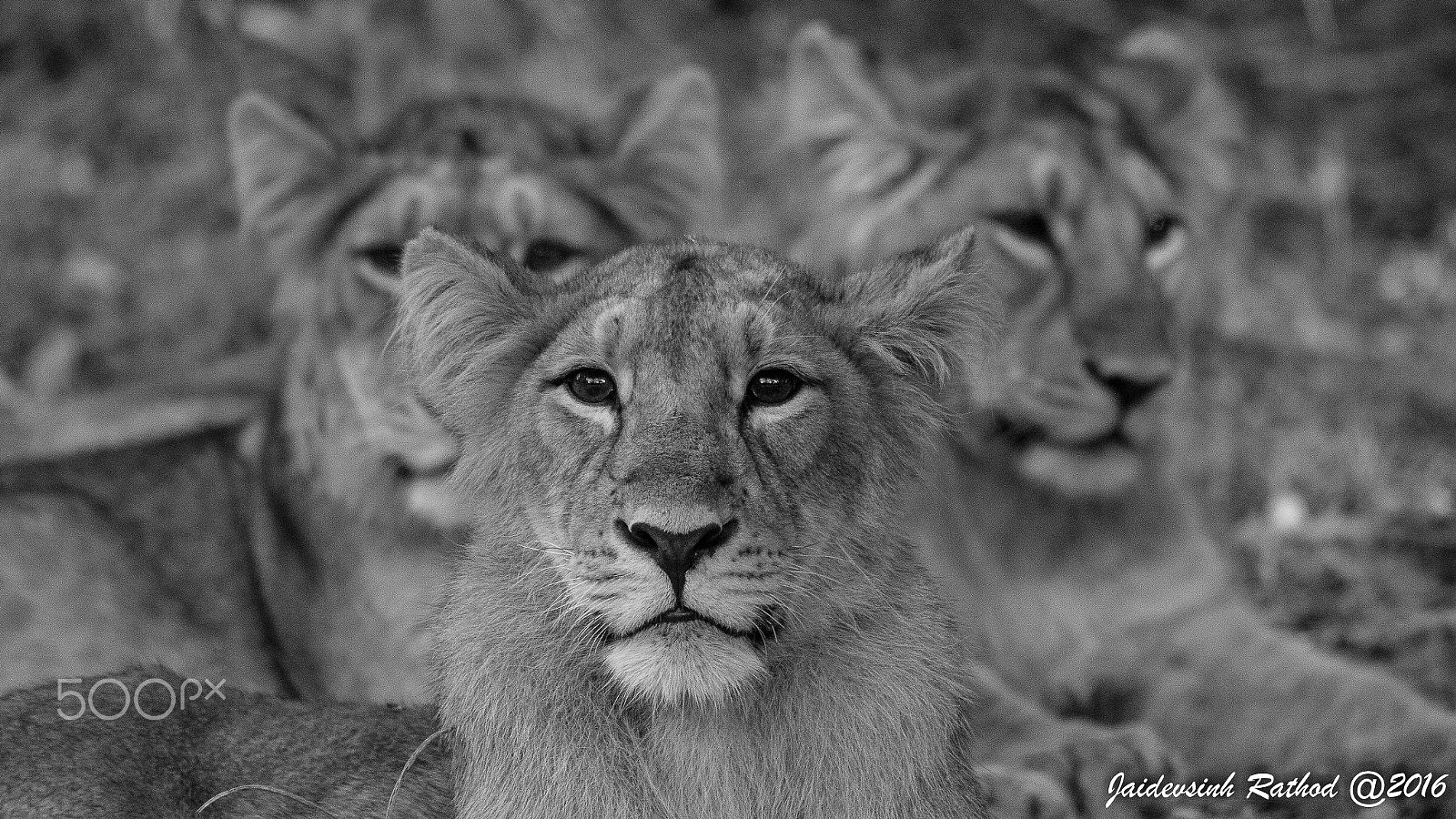 Canon EOS 70D + Sigma 150-500mm F5-6.3 DG OS HSM sample photo. Trios of simba photography