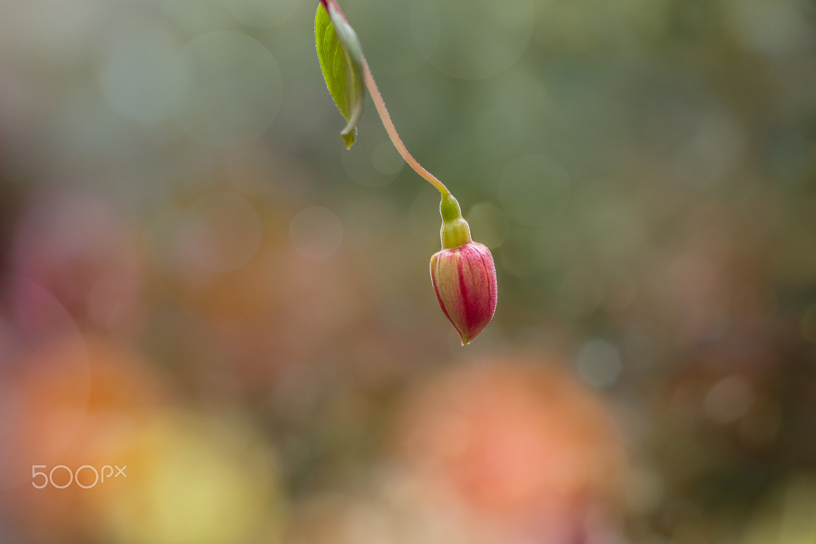 Nikon AF-S Micro-Nikkor 105mm F2.8G IF-ED VR sample photo. Rainbow bokeh photography