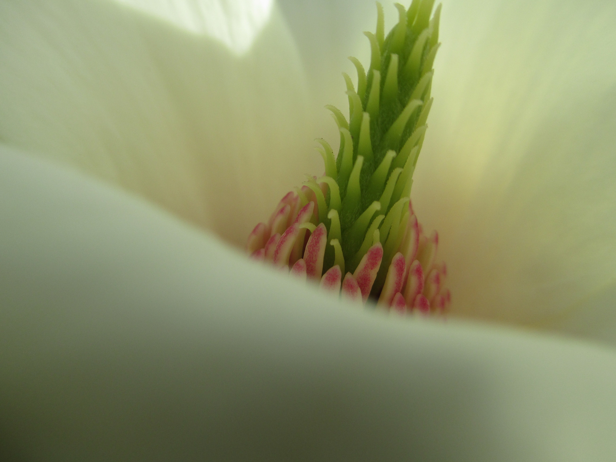 Canon PowerShot A4000 IS sample photo. Cuore di magnolia...piccolo ananas photography