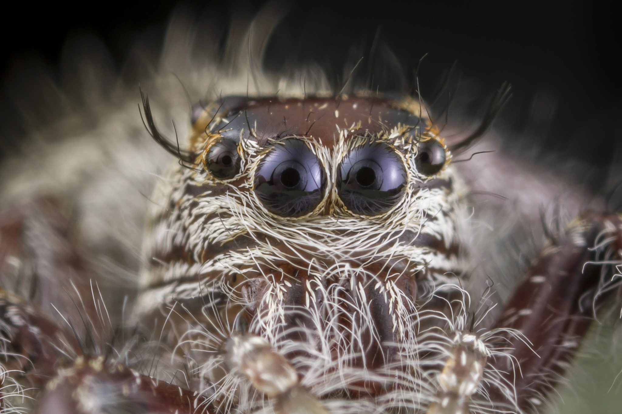 Canon EOS 7D sample photo. Jumping spider face photography
