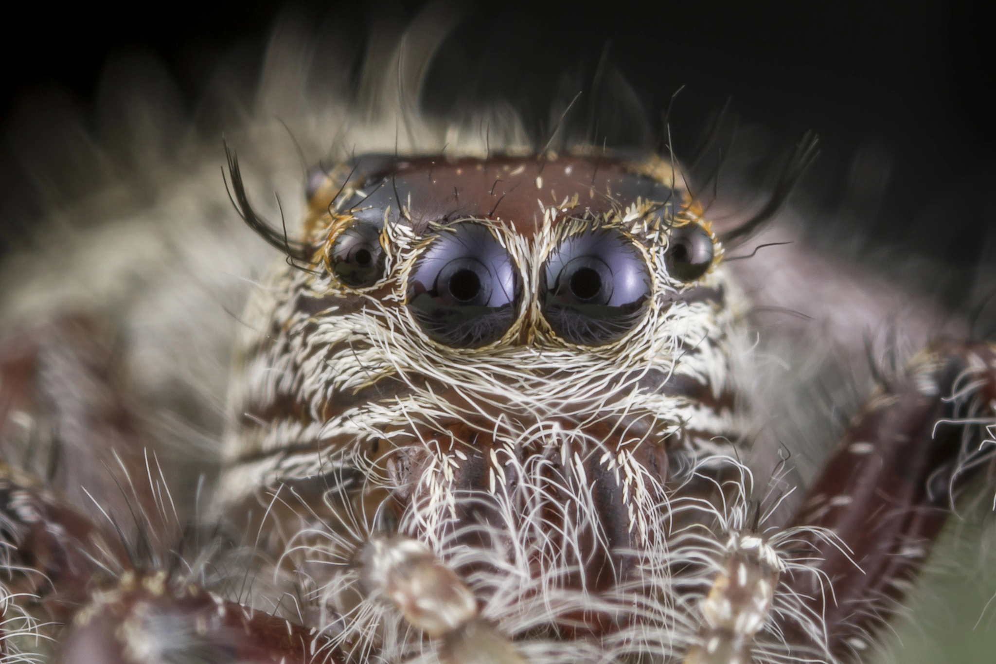 Canon EOS 7D + Canon MP-E 65mm F2.5 1-5x Macro Photo sample photo. Jumping spider face photography