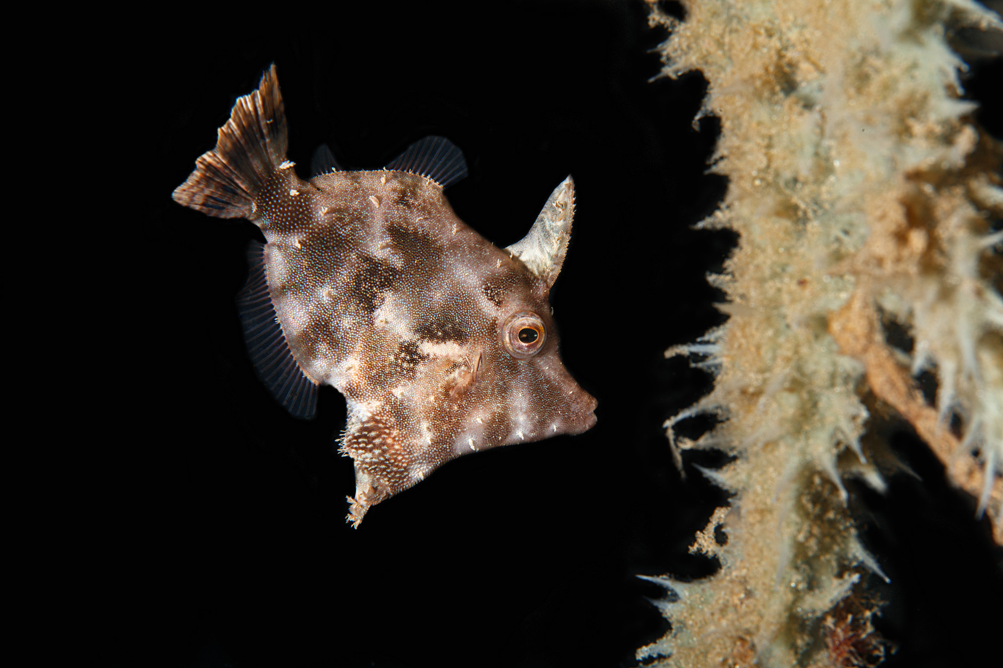 Canon EF 100mm F2.8L Macro IS USM sample photo. Matted filefish, pemuteran bali photography