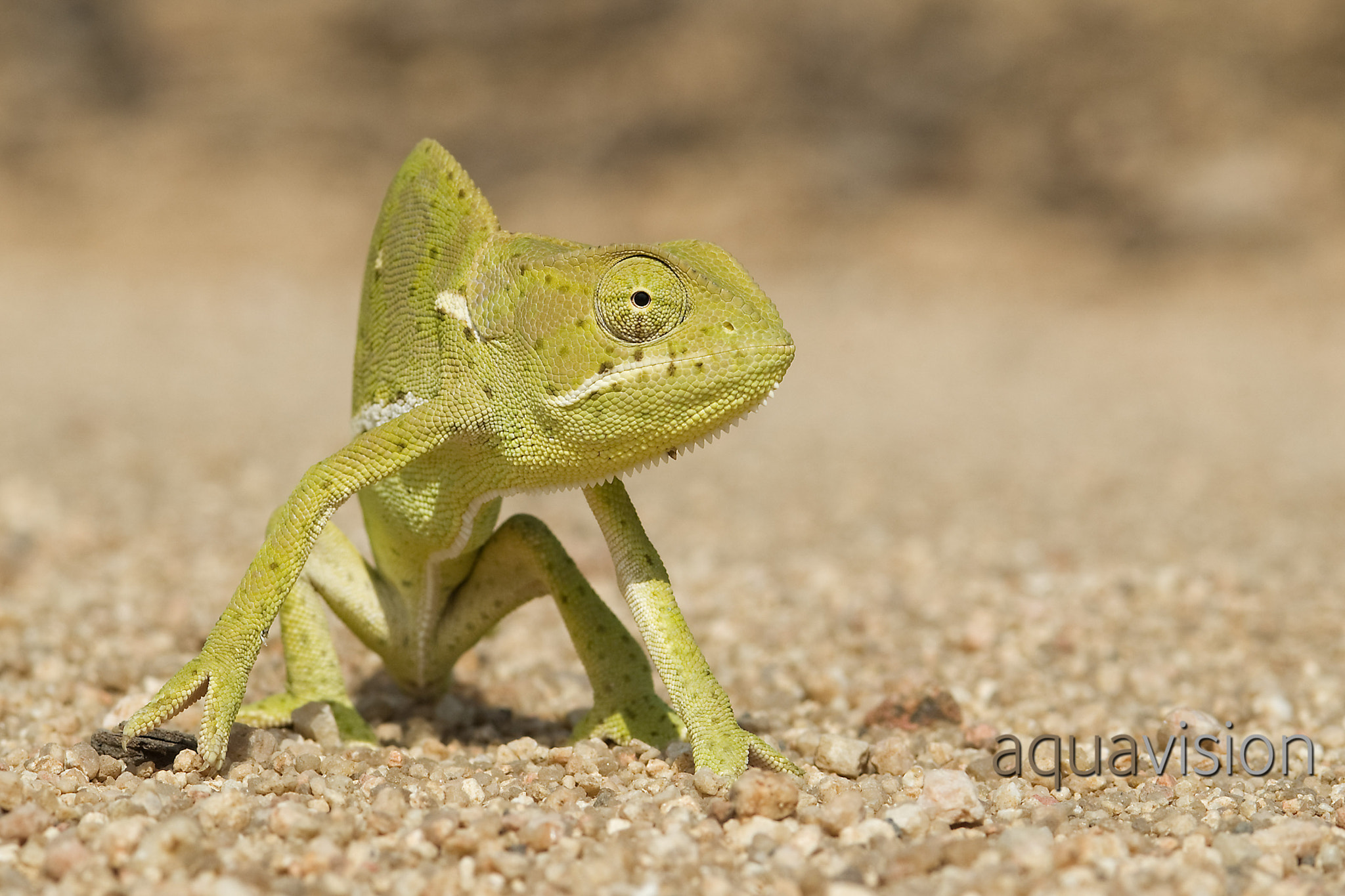 AF Micro-Nikkor 105mm f/2.8 sample photo. The chameleon photography