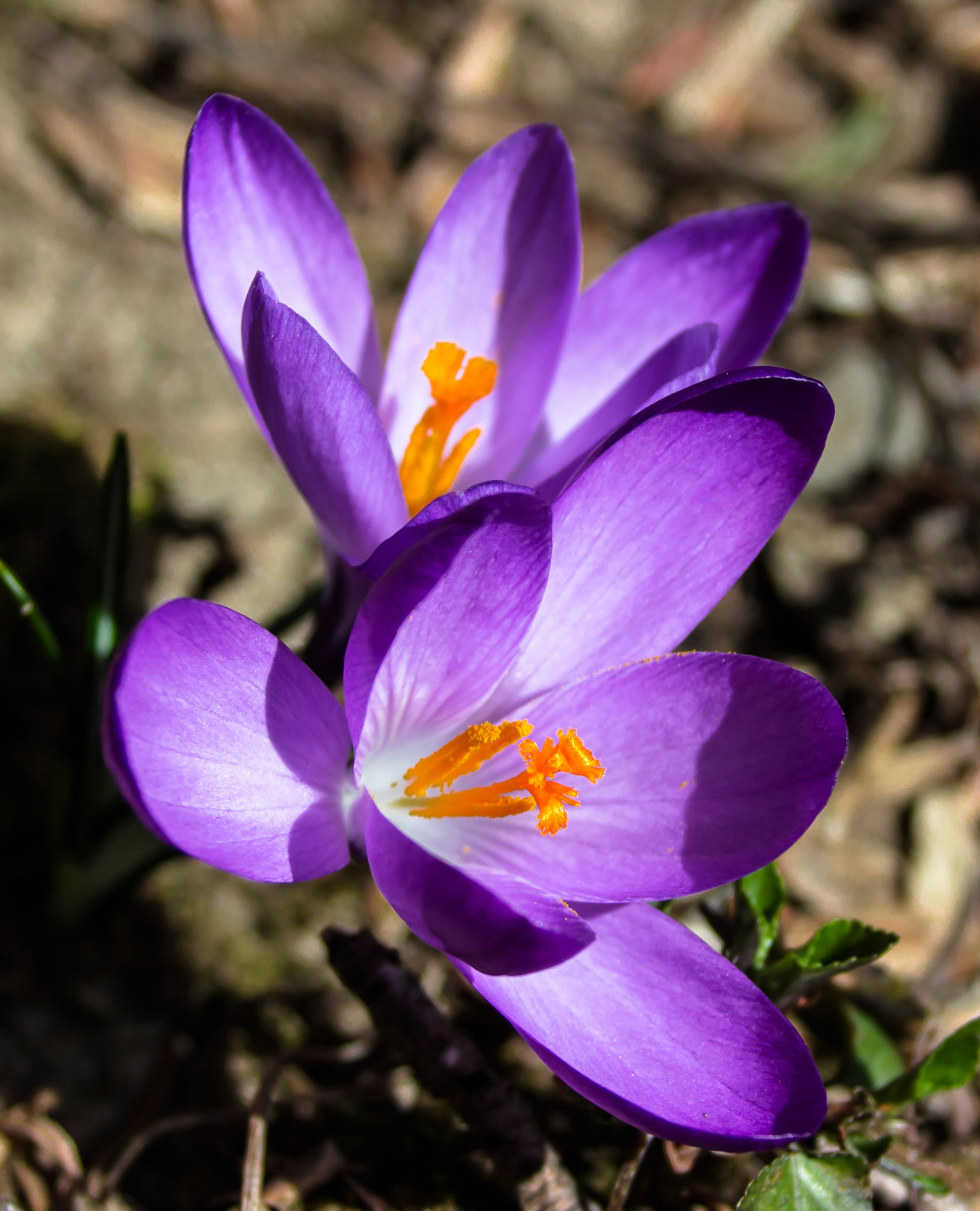 Canon EF 75-300mm F4.0-5.6 IS USM sample photo. Crocus vernus photography