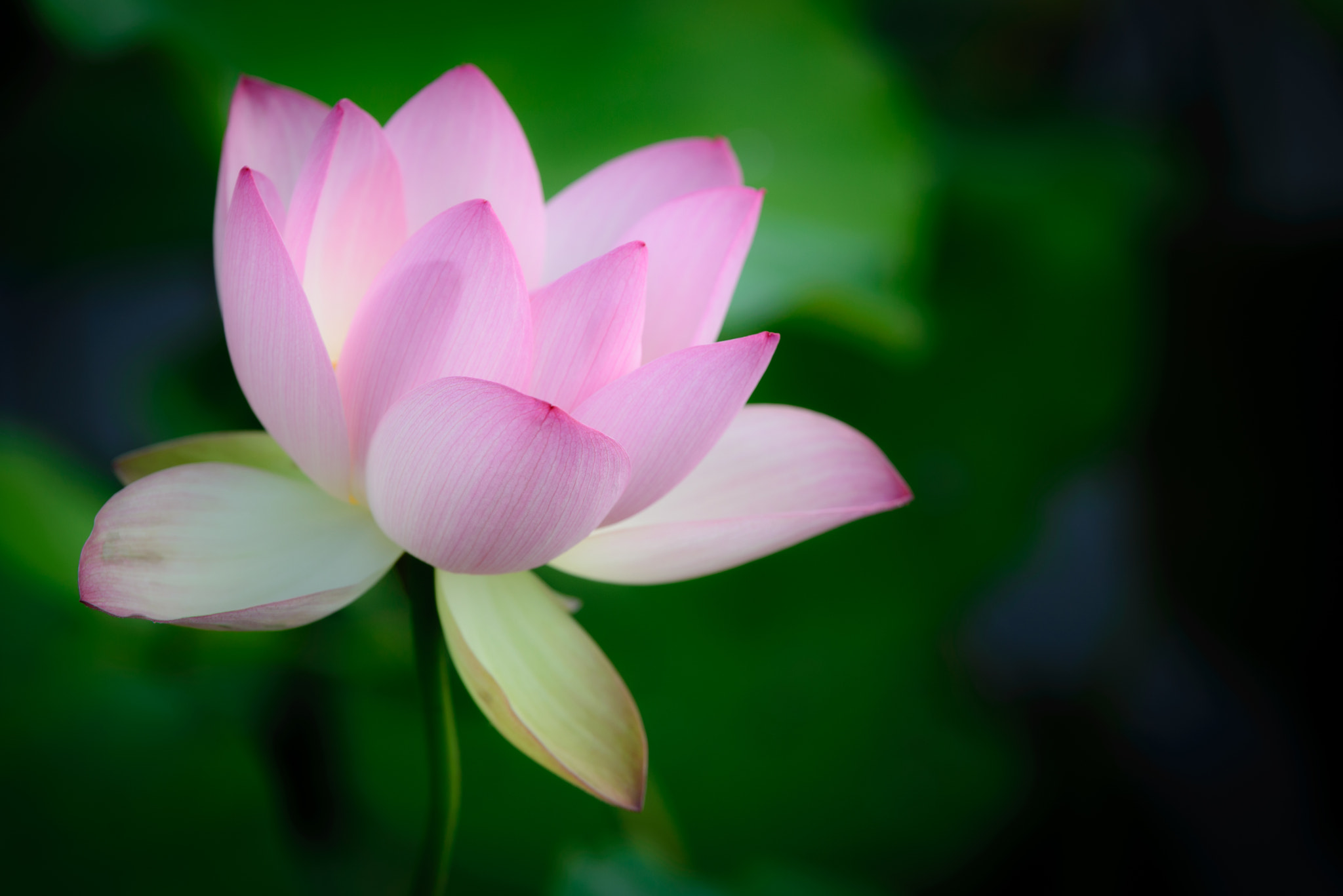 Nikon AF-S Nikkor 70-200mm F2.8G ED VR II sample photo. Lotus photography