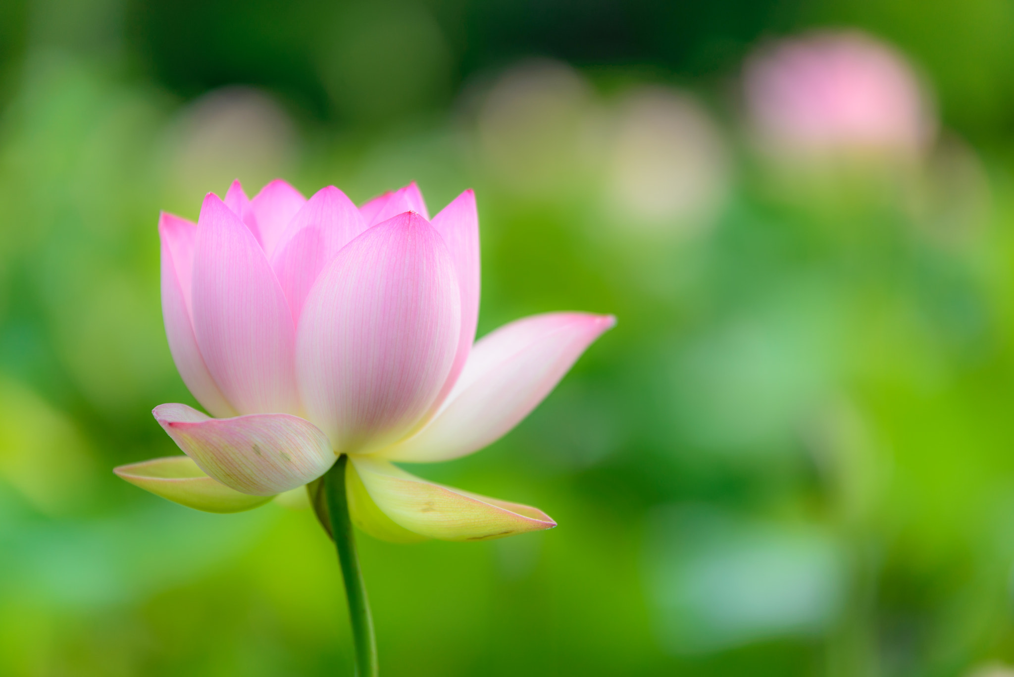 Nikon AF-S Nikkor 70-200mm F2.8G ED VR II sample photo. Lotus photography