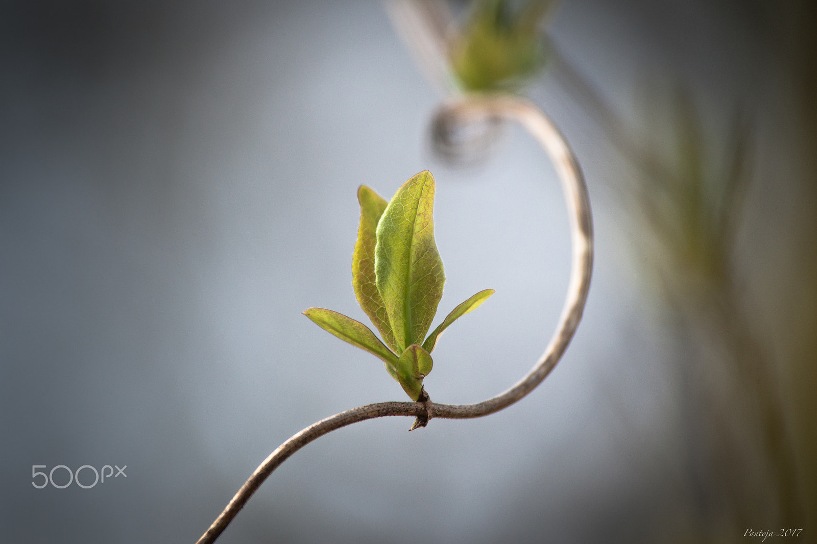 Sony Alpha DSLR-A900 + Tamron SP AF 70-200mm F2.8 Di LD (IF) MACRO sample photo. Growing photography