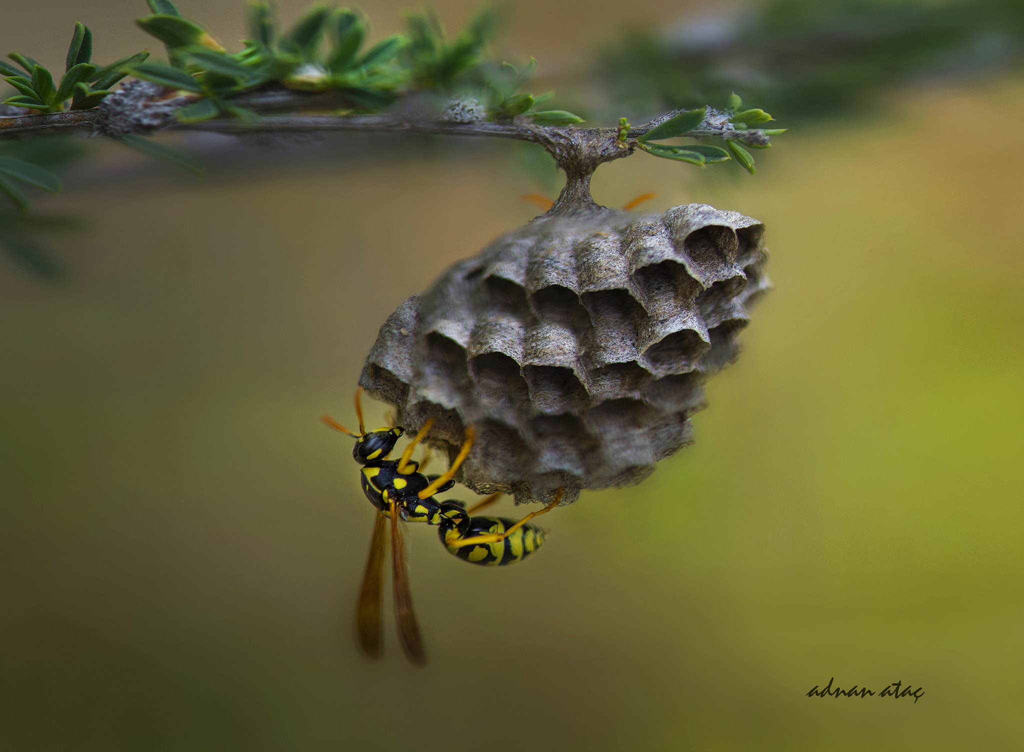 Nikon AF-S Micro-Nikkor 105mm F2.8G IF-ED VR sample photo. Yabanarısı - vespula - yellow jacket photography