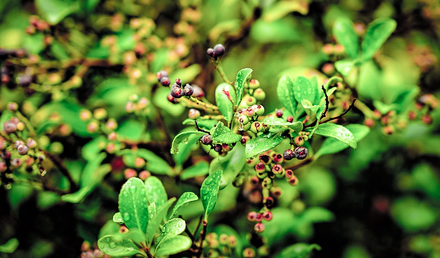 Sony FE 85mm F1.4 GM sample photo