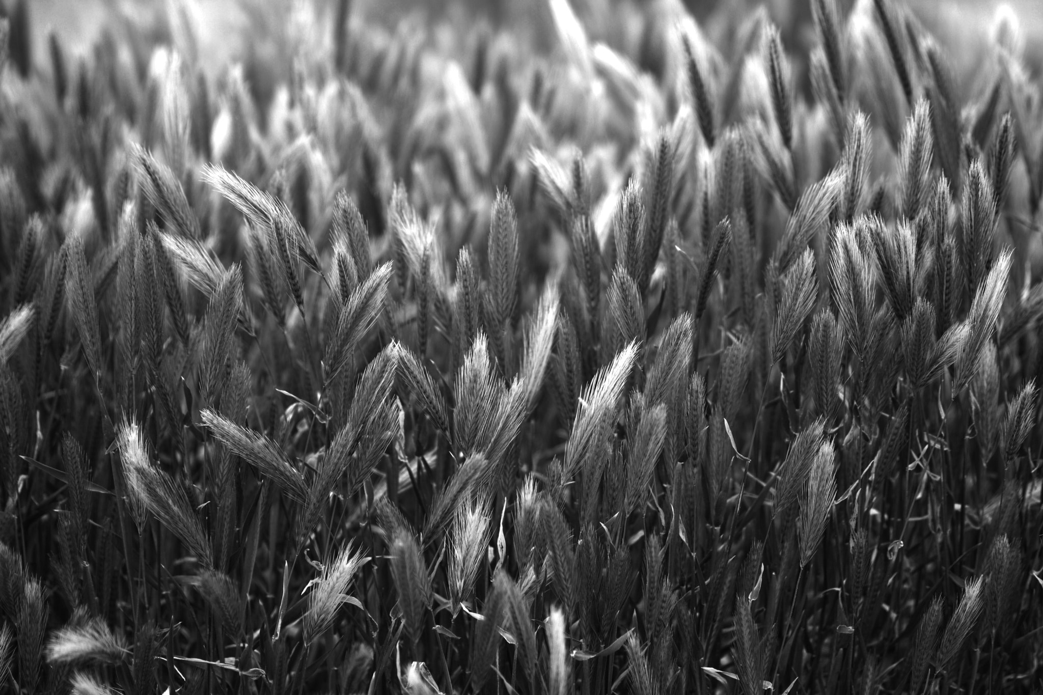 Sigma 70-300mm F4-5.6 APO DG Macro sample photo. Bw photography