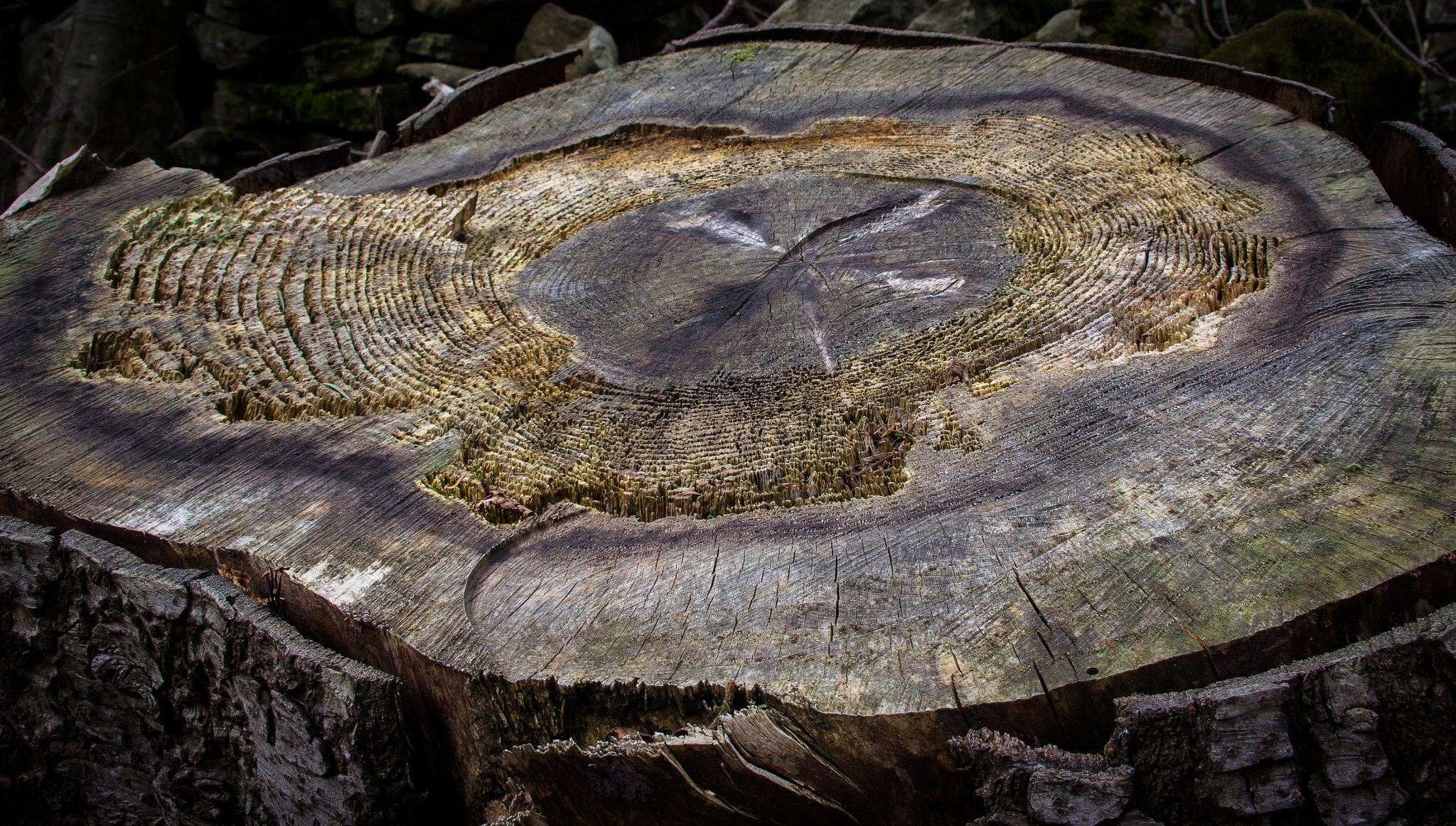 Canon EF 75-300mm F4.0-5.6 IS USM sample photo. Aged timber photography
