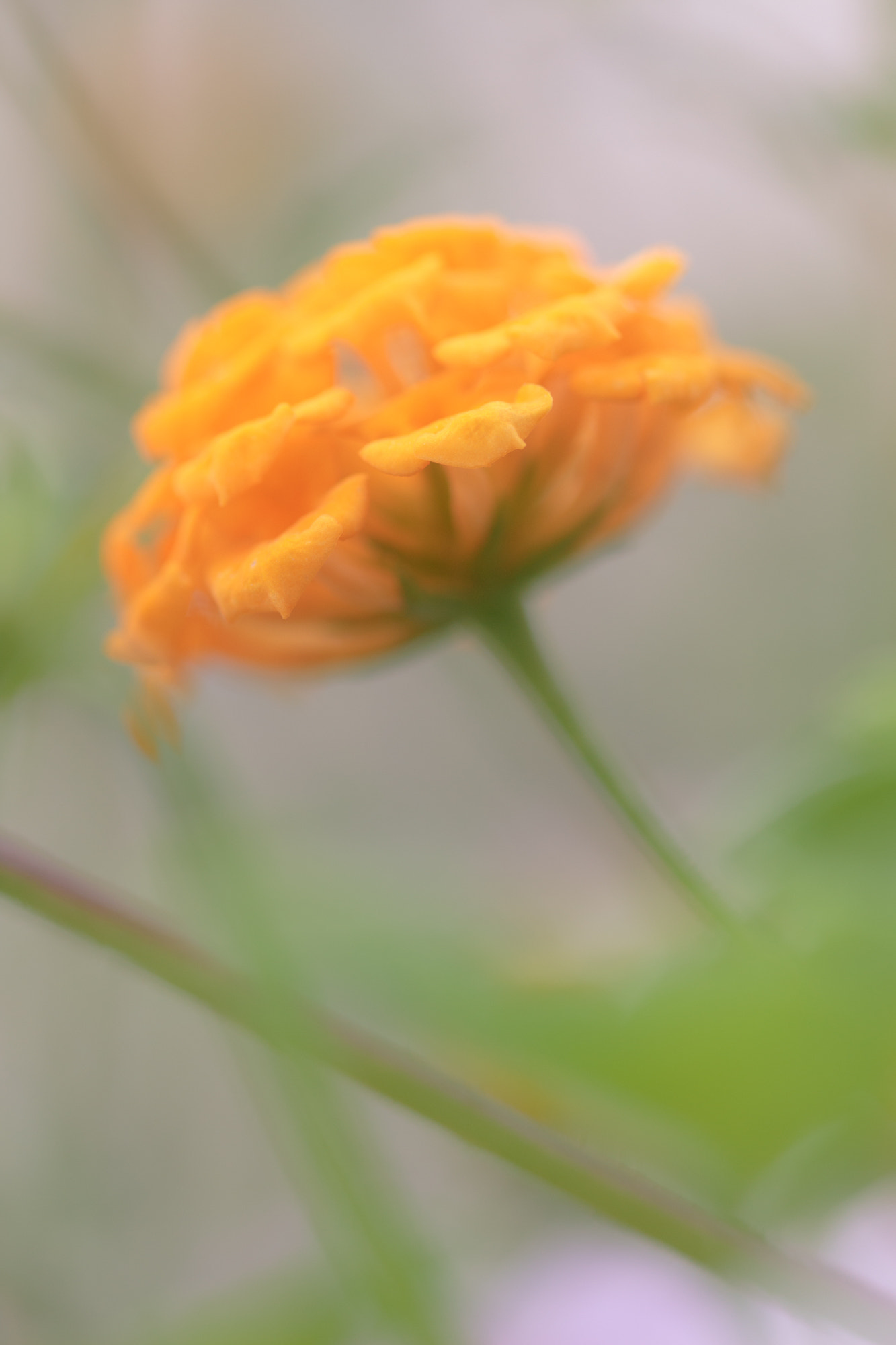 Sigma 105mm F2.8 EX DG OS HSM sample photo. Nature  photography
