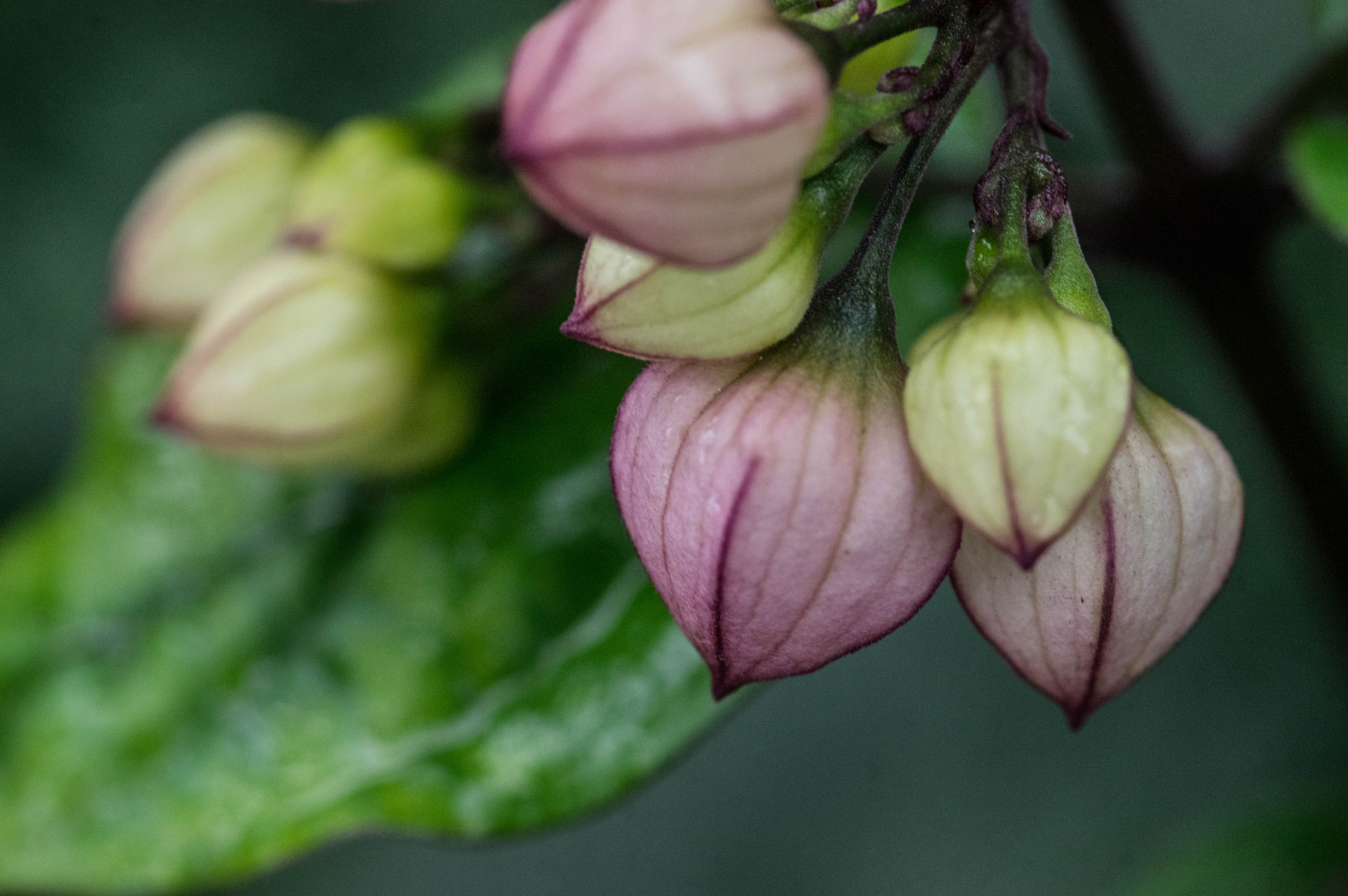 Pentax K-3 + Pentax smc D-FA 100mm F2.8 Macro WR sample photo