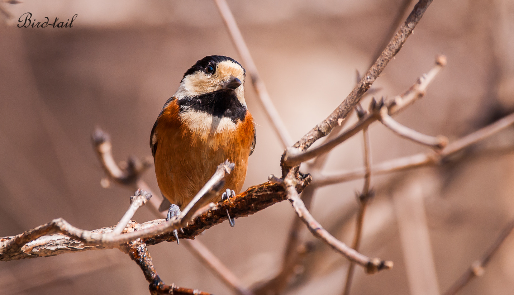 Sigma 150-600mm F5-6.3 DG OS HSM | C sample photo. 곤줄박이(varied tit) in korea photography