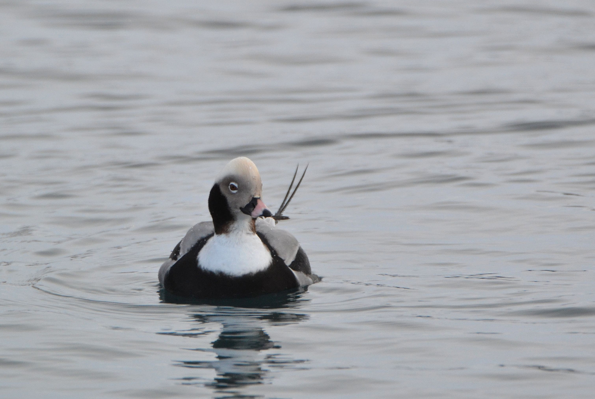 Nikon D3100 + Tamron SP 150-600mm F5-6.3 Di VC USD sample photo. Long-tailed duck photography