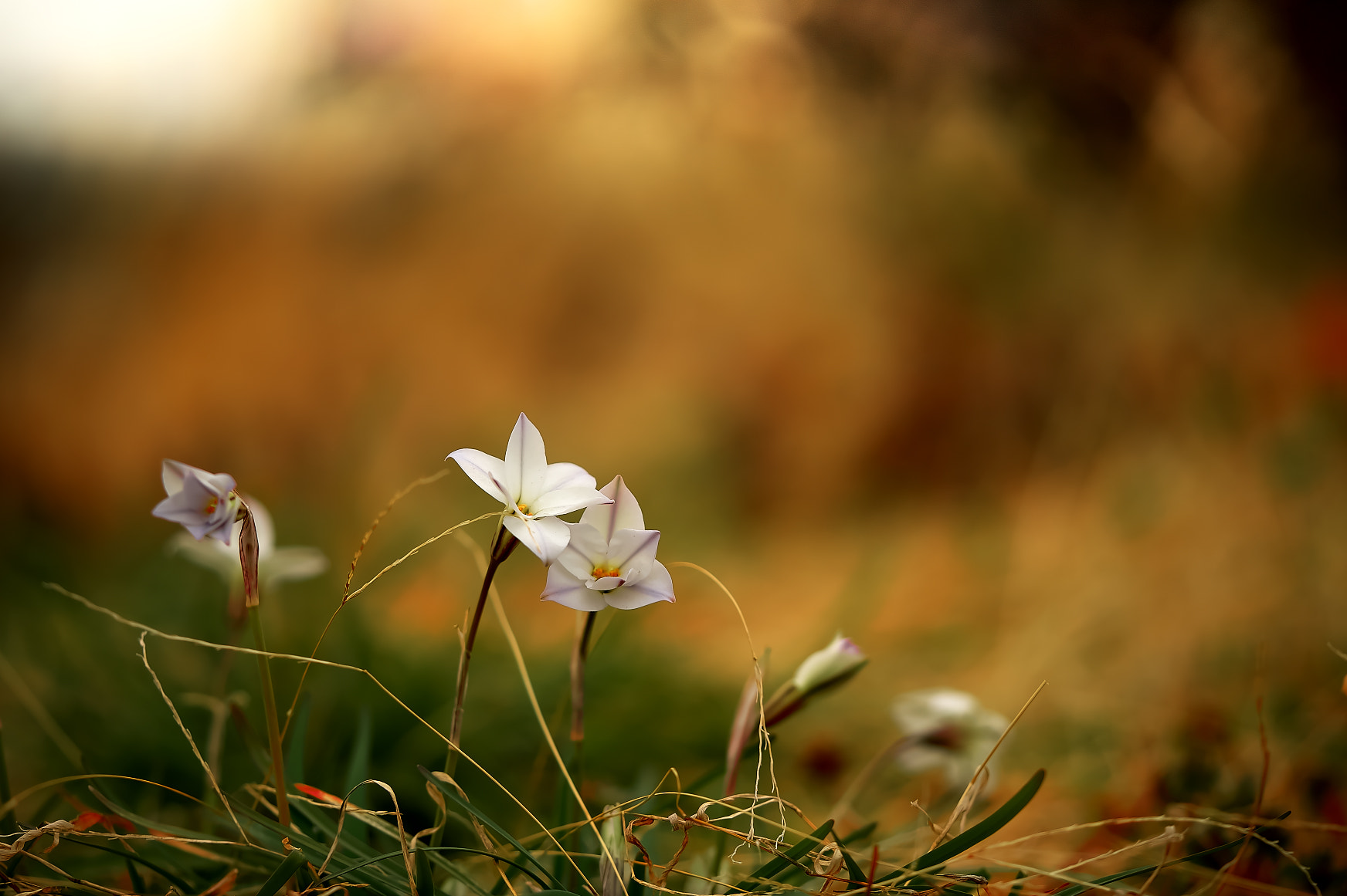 Sony a7R + Sony FE 90mm F2.8 Macro G OSS sample photo. Hananira photography