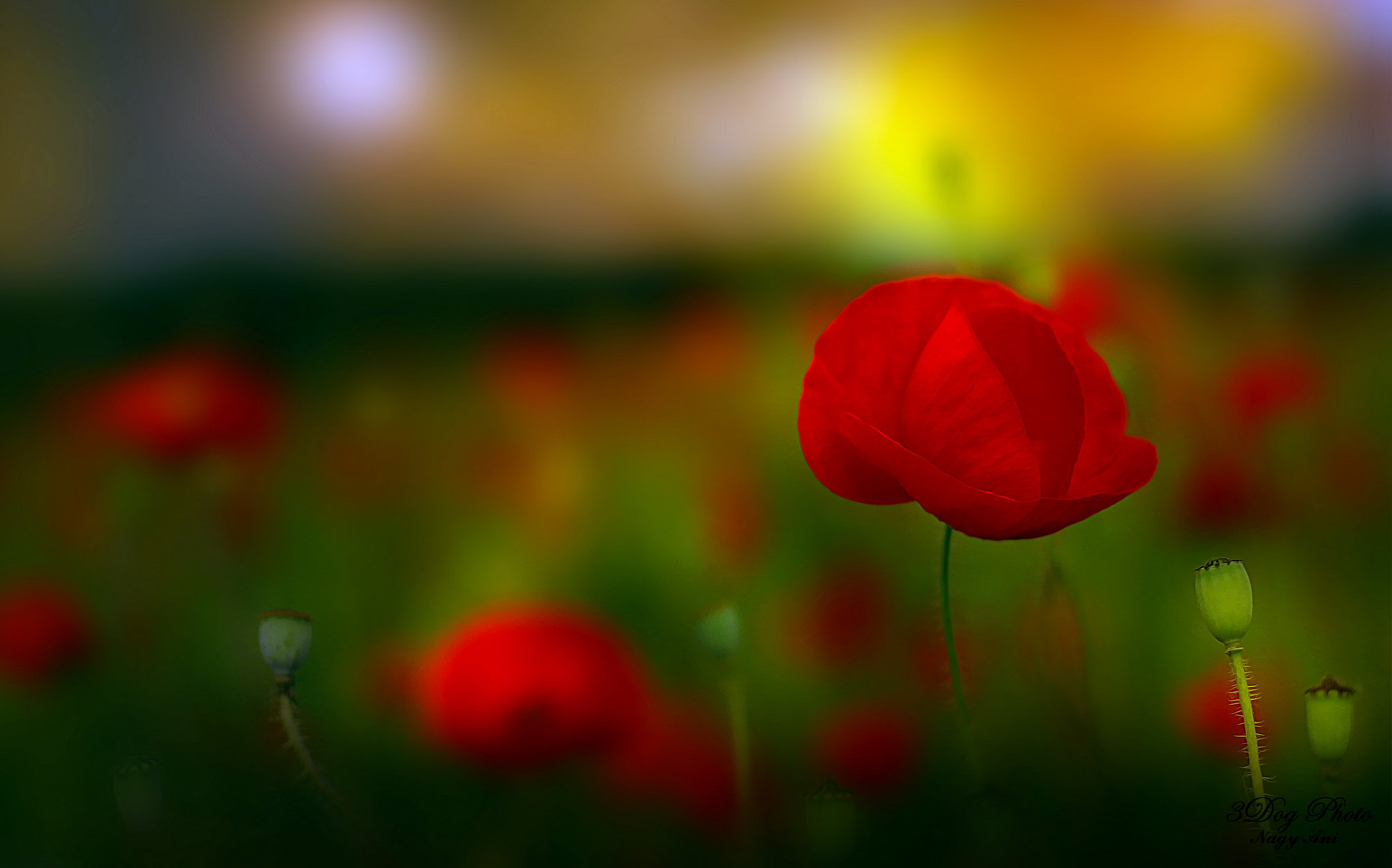 Canon EOS 60D + Canon EF 50mm F1.4 USM sample photo. Happiness.. photography