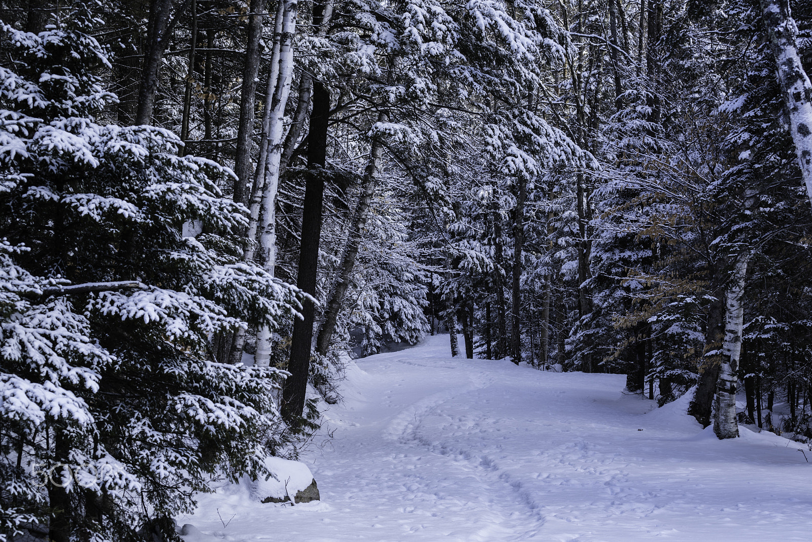 Nikon AF-S Nikkor 70-200mm F4G ED VR sample photo. Adirondack park trail photography