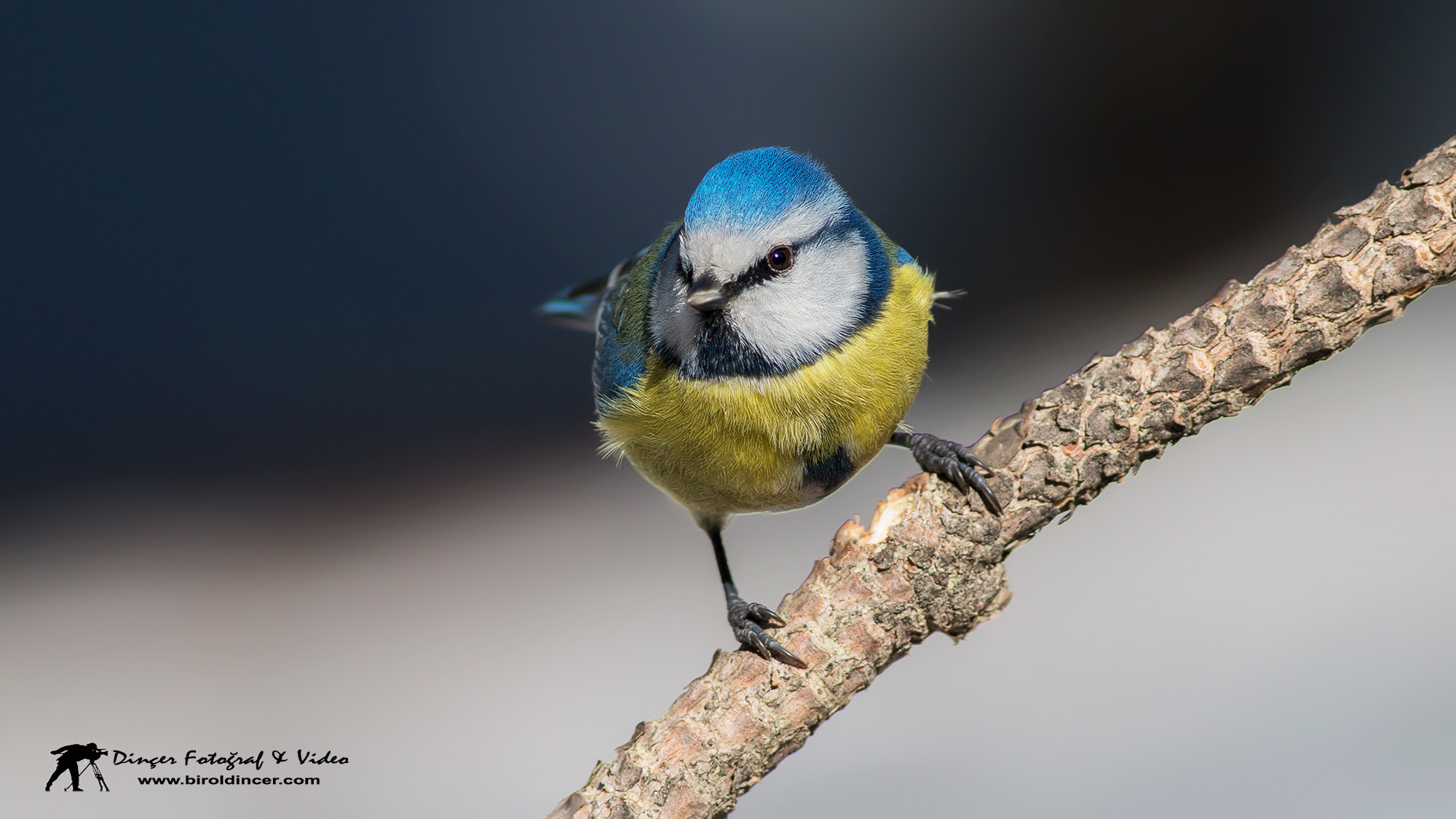 Canon EOS 70D + Canon EF 400mm F5.6L USM sample photo. Eurasian blue tit(mavibaştankara) photography