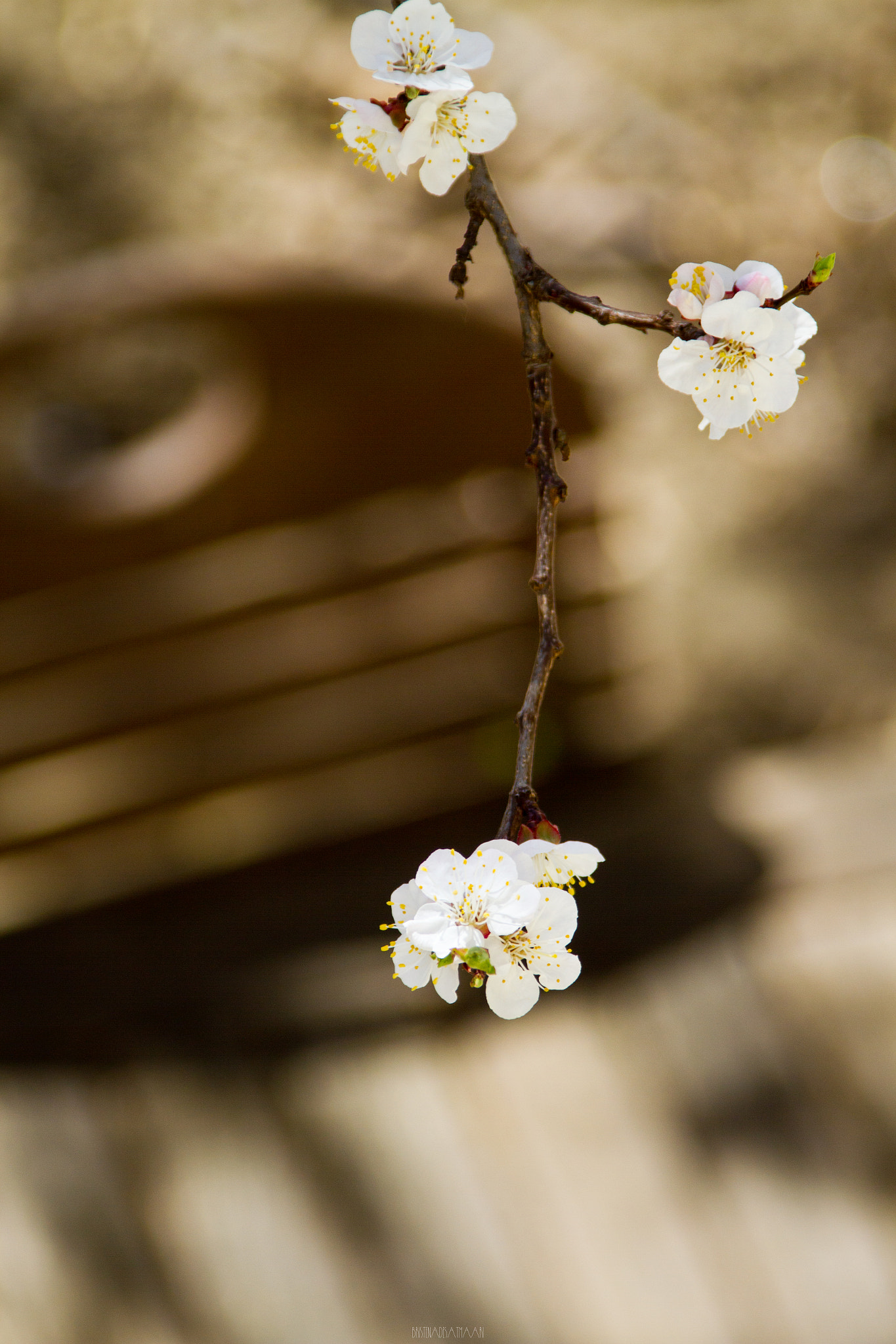 Canon EOS 7D + Canon EF 28-300mm F3.5-5.6L IS USM sample photo. Don't sit under the apricot tree photography
