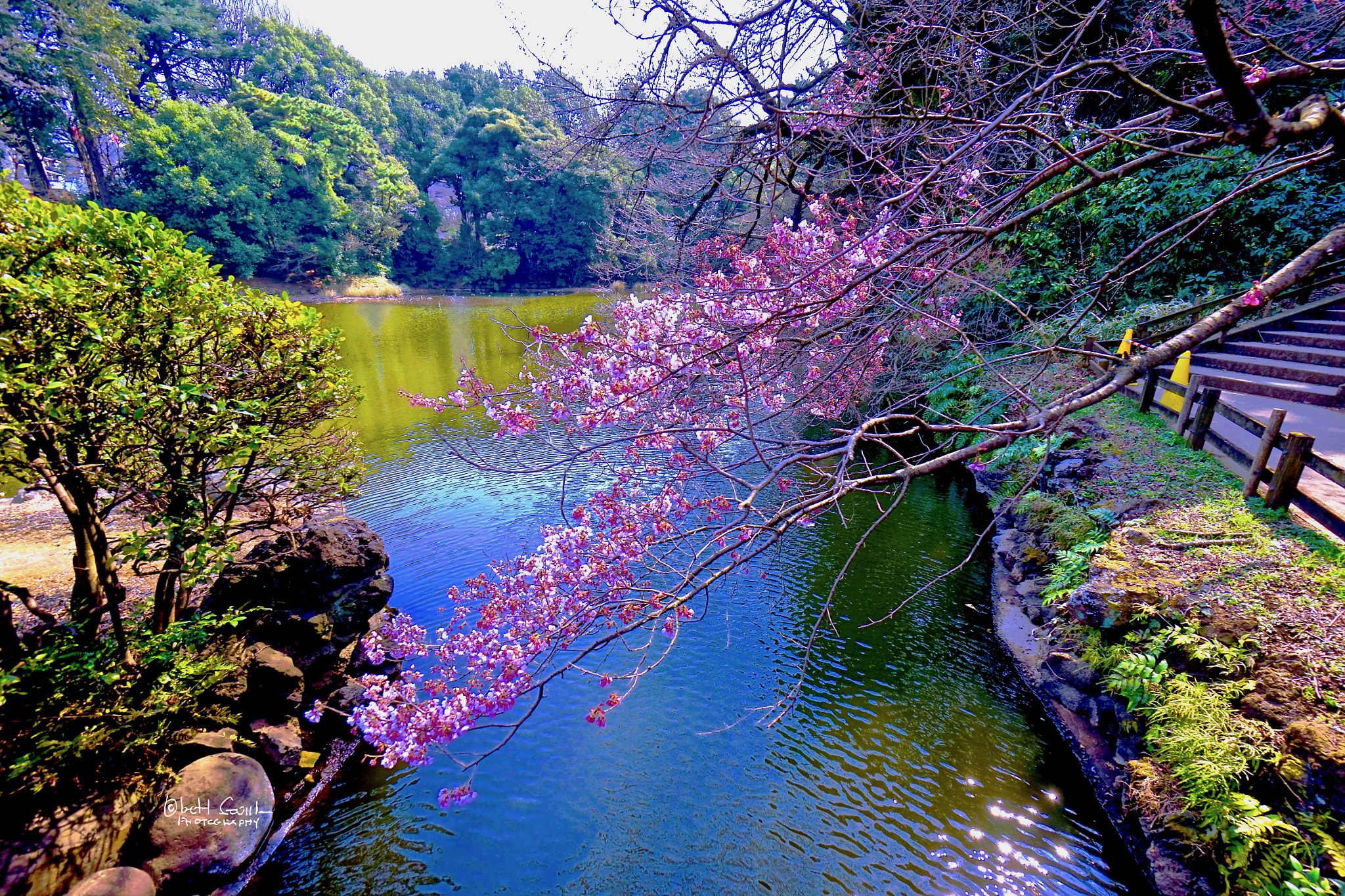Sony a7R + Sony E 10-18mm F4 OSS sample photo. Sakura festival (cherry blossoms) japan photography