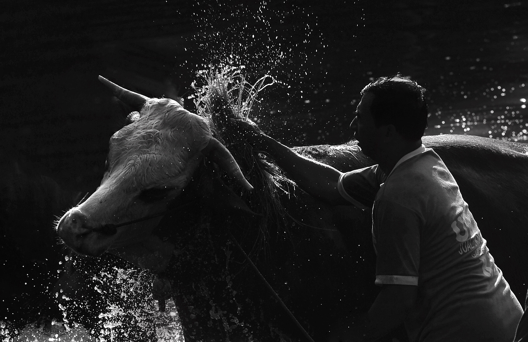 Nikon D700 + Nikon AF-Nikkor 80-200mm F2.8D ED sample photo. Cow bathing photography