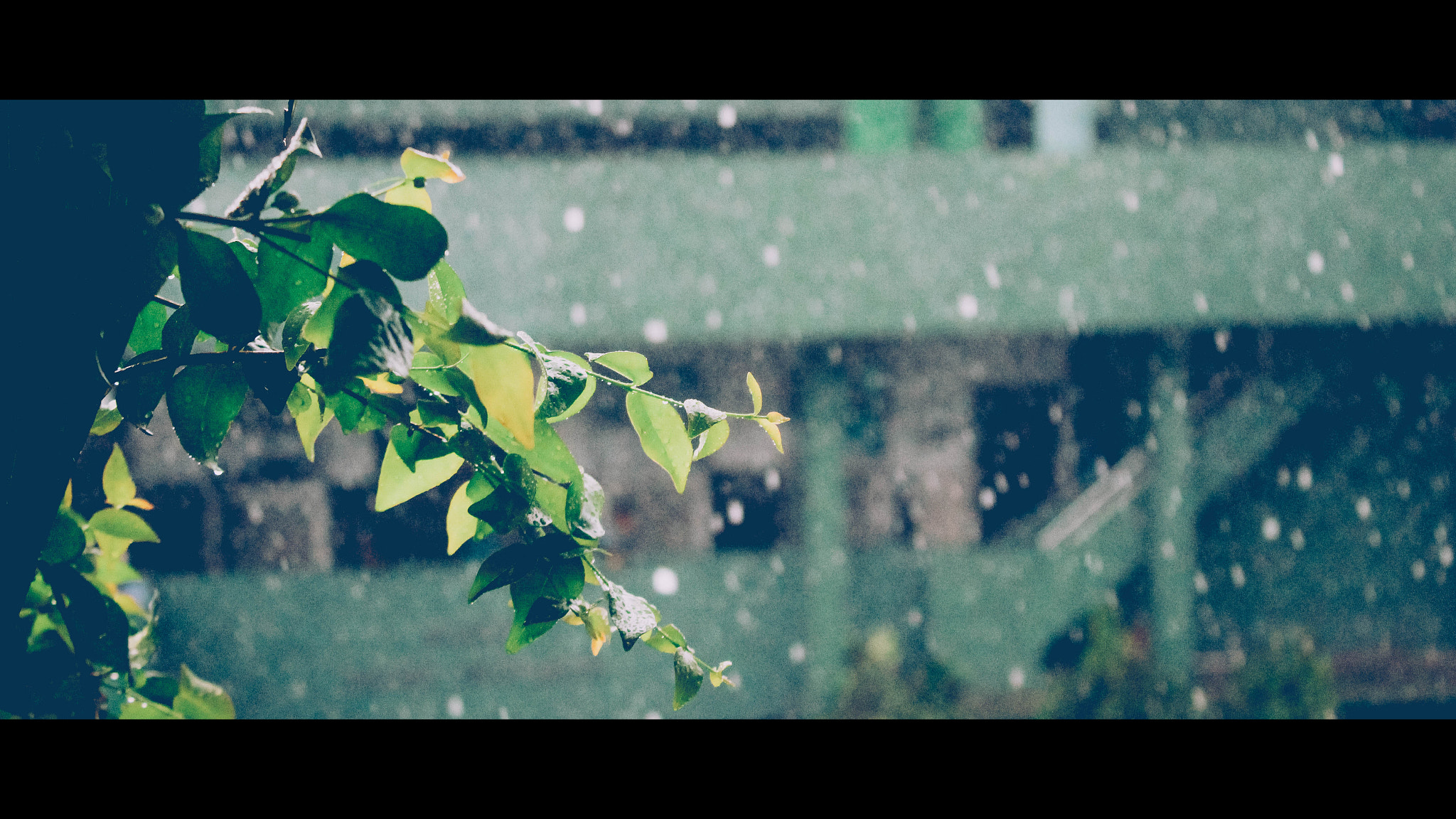 Canon EOS 100D (EOS Rebel SL1 / EOS Kiss X7) sample photo. Hujan photography