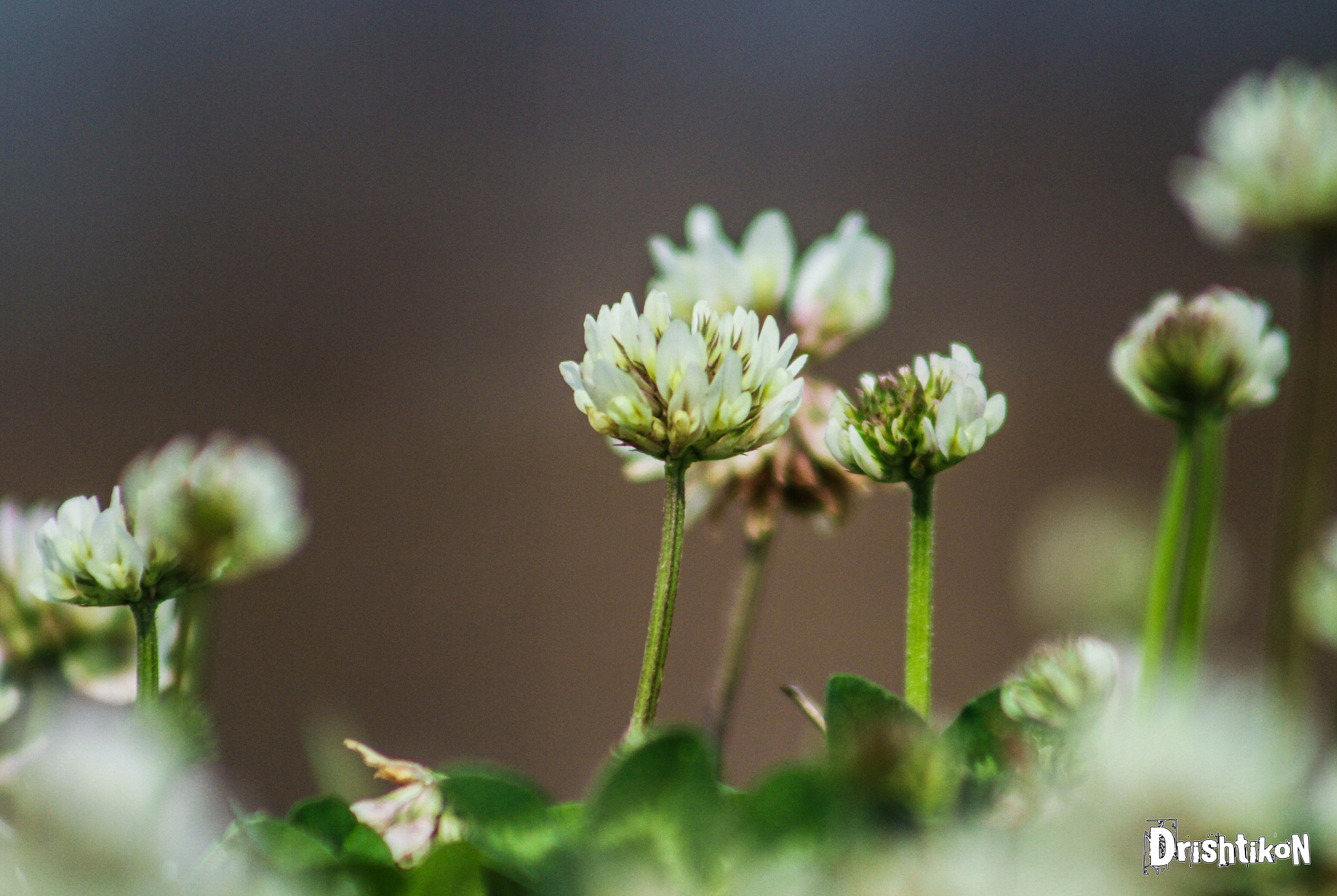 Canon EF 75-300mm f/4-5.6 USM sample photo. White blooms photography