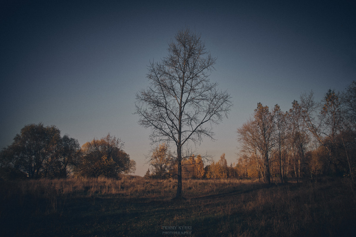 Canon EF-S 17-85mm F4-5.6 IS USM sample photo. Tree photography