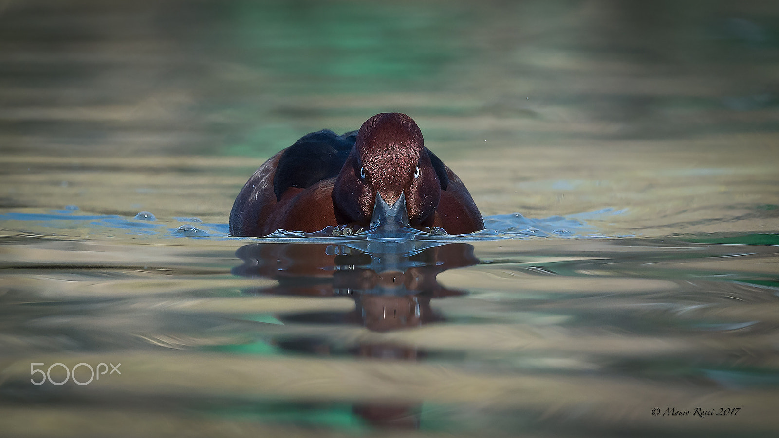 Nikon AF-S Nikkor 500mm F4E FL ED VR sample photo. "u - boat"  white-eyed pochard moretta tabaccata. photography