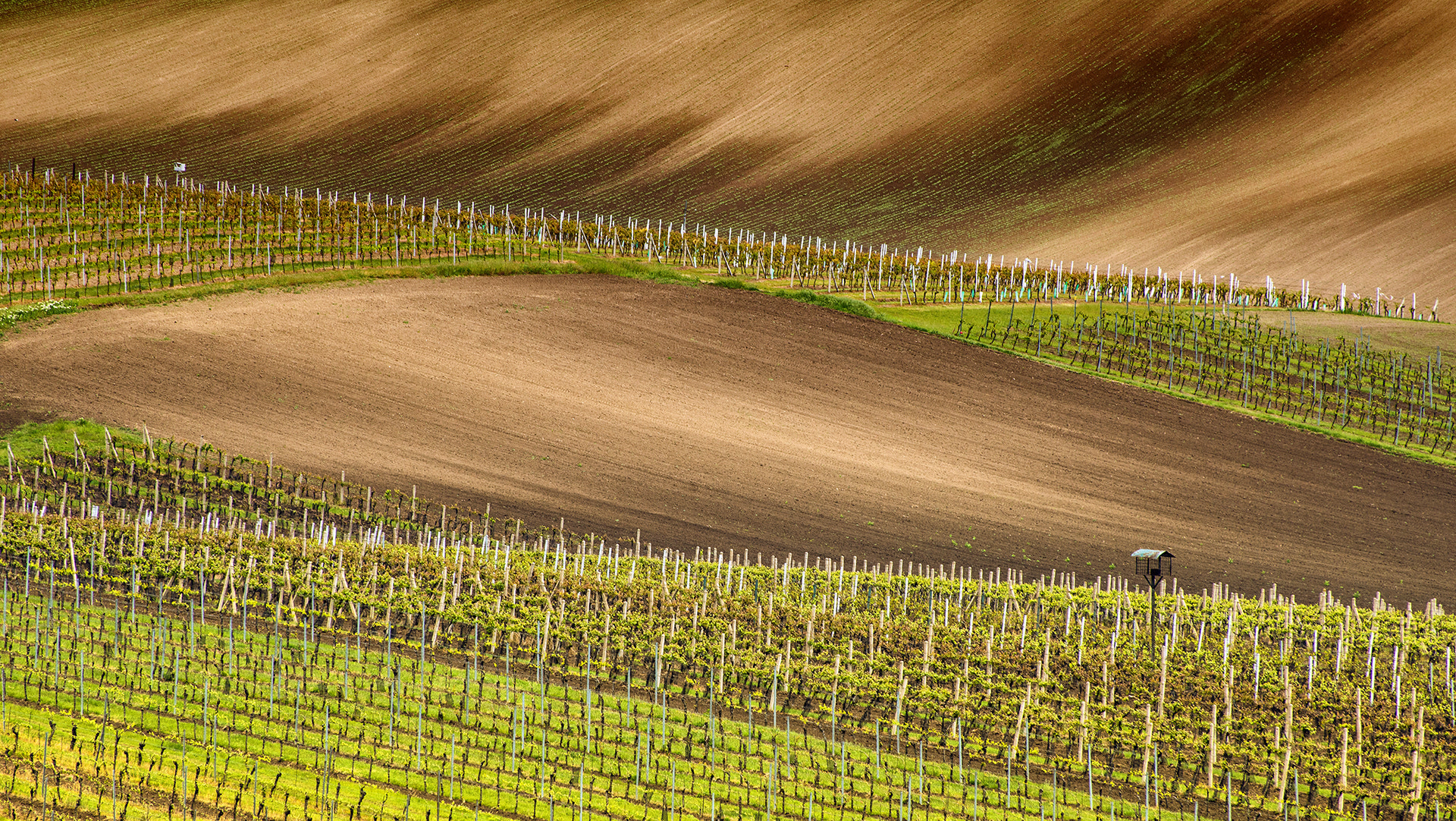 Nikon D800 sample photo. Vineyards photography