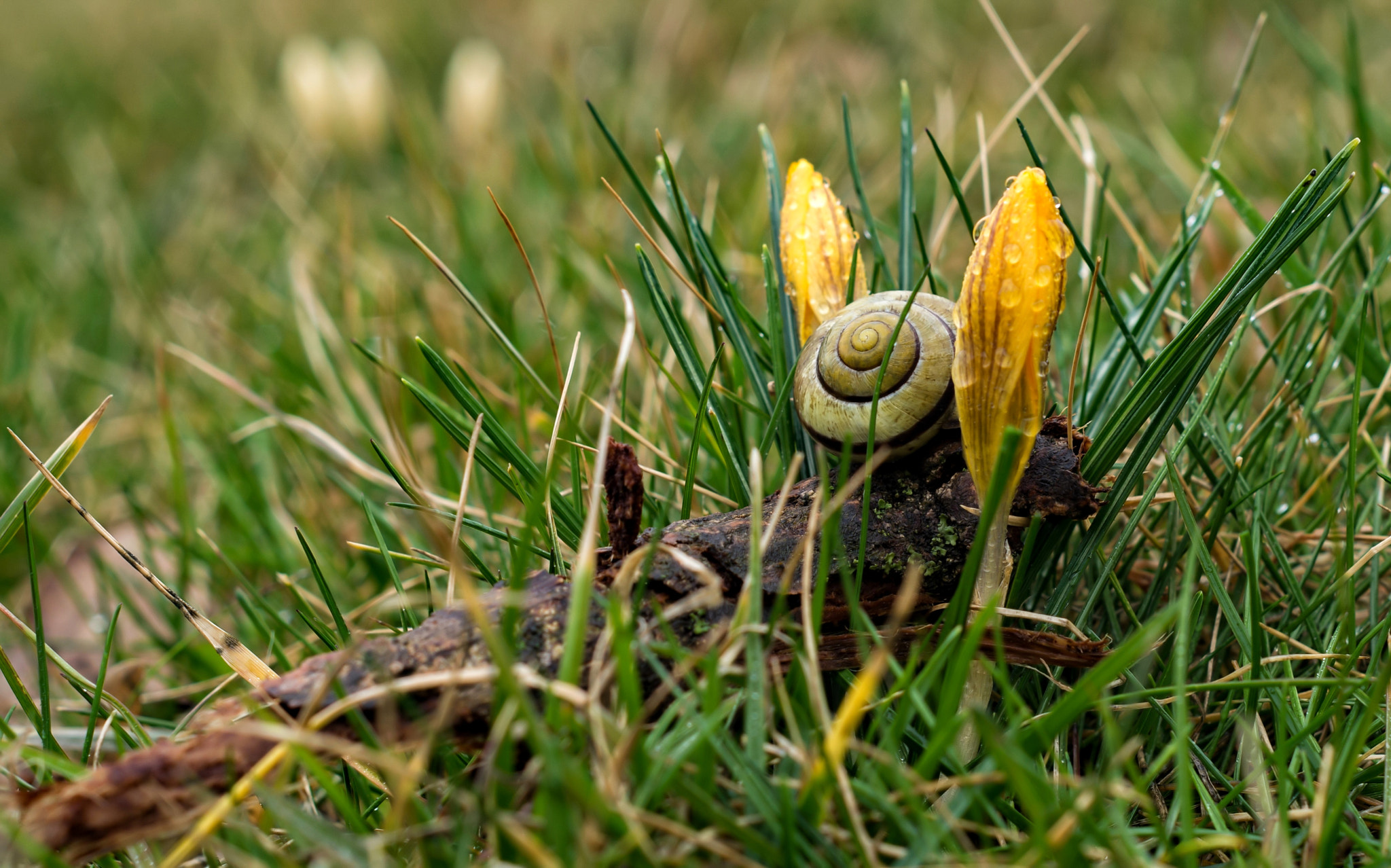 Pentax K-50 + A Series Lens sample photo