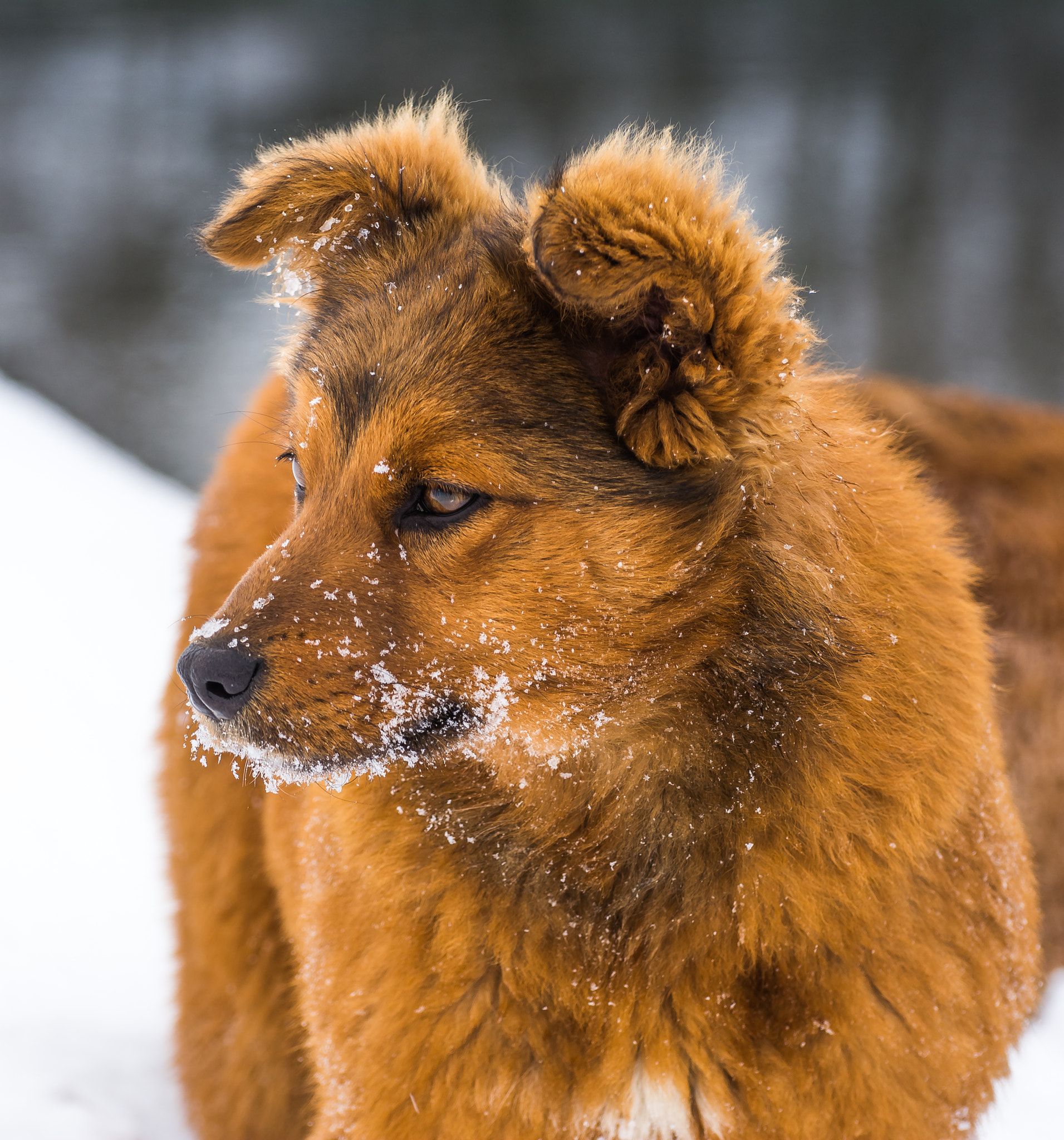 Nikon D5200 + Nikon AF-S Nikkor 70-300mm F4.5-5.6G VR sample photo. Dog photography