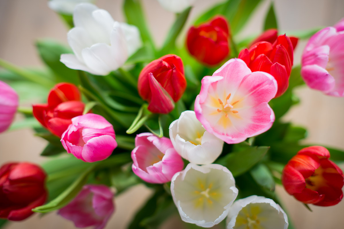 Nikon D800 + Nikon AF-S Nikkor 50mm F1.4G sample photo. Tulips....springtime photography