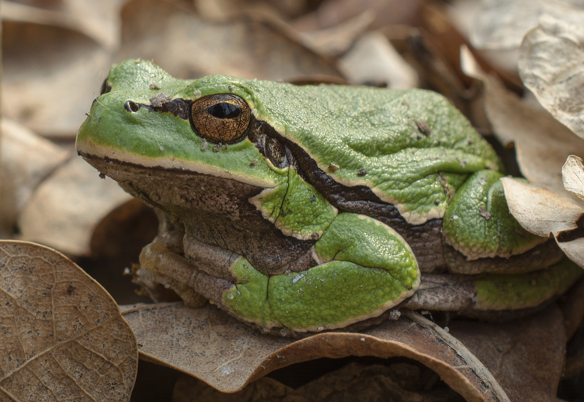 Nikon D5200 sample photo. Green spring frog photography
