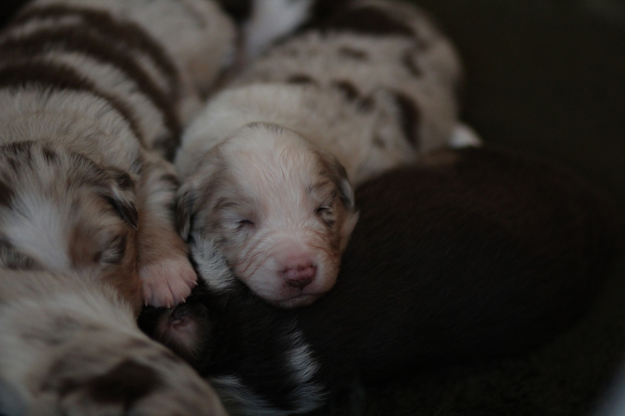 Canon EOS 600D (Rebel EOS T3i / EOS Kiss X5) + Canon EF 85mm F1.8 USM sample photo. Sleepy little puppies photography