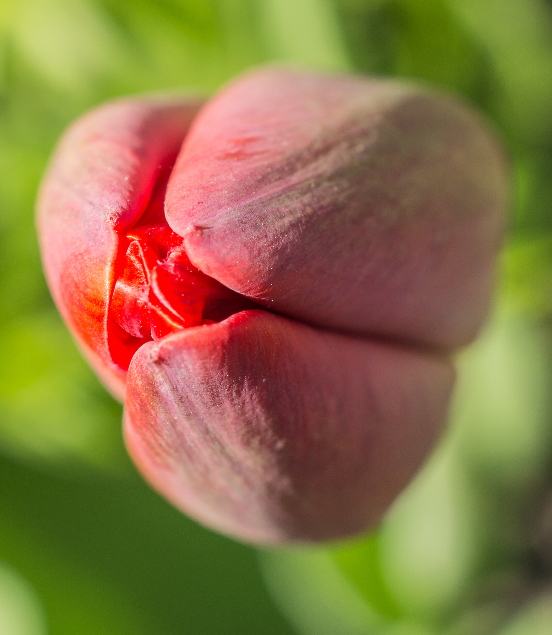 Nikon D5200 sample photo. Red tulip photography