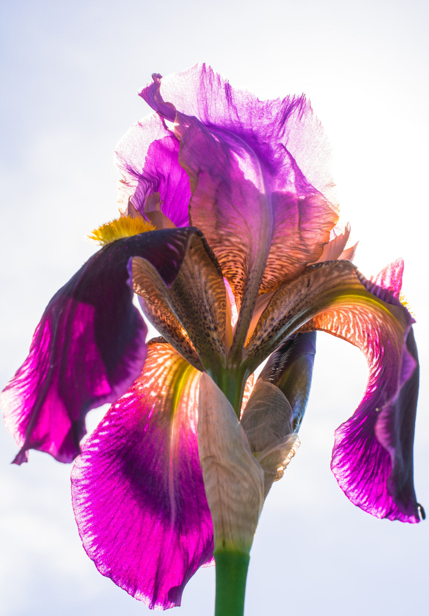 Nikon AF-S DX Micro Nikkor 40mm F2.8 sample photo. Iris flower photography