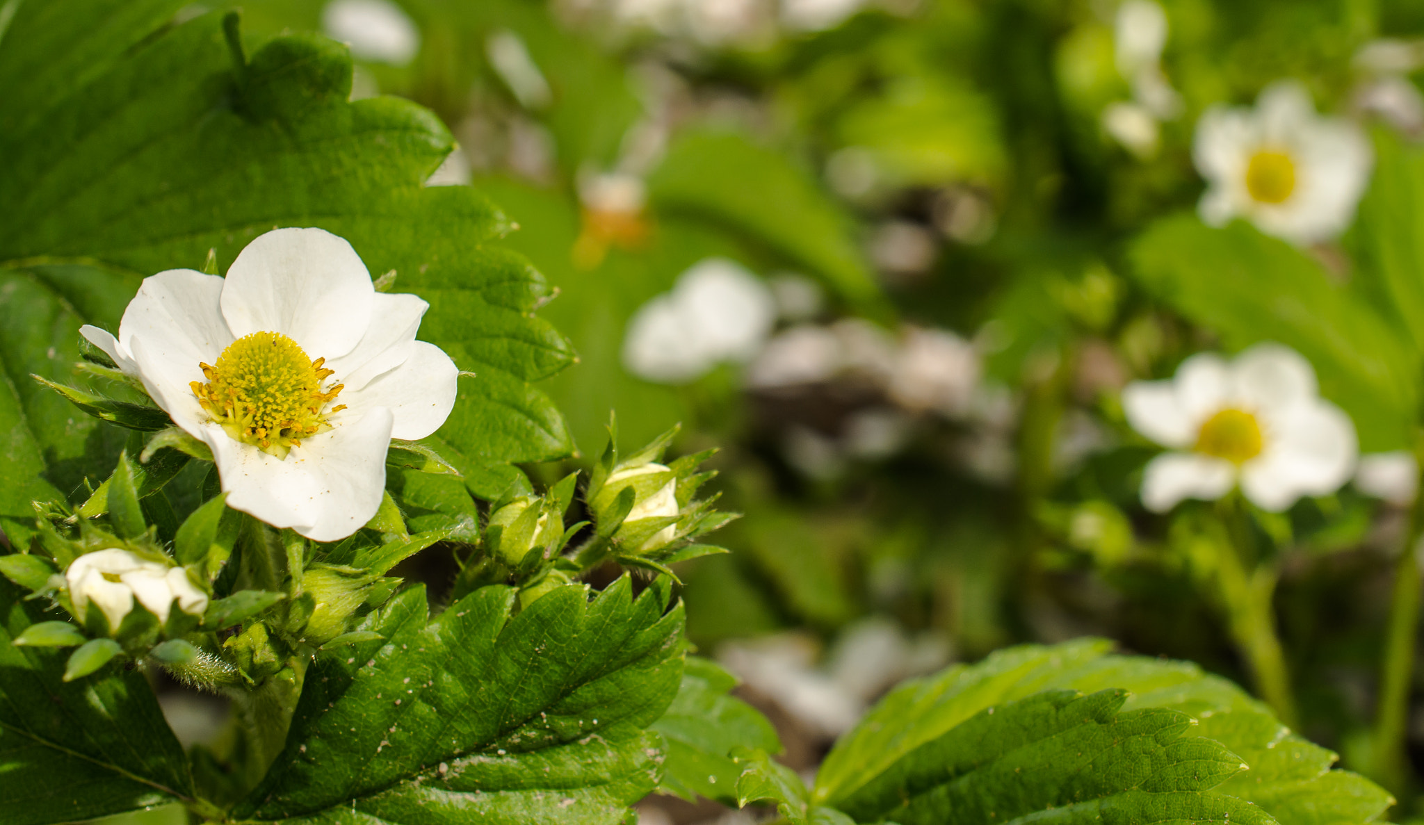 Nikon AF-S DX Micro Nikkor 40mm F2.8 sample photo. Strawberries photography